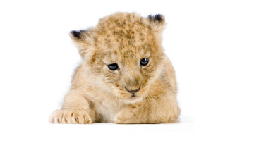 Картинка животные львы лев львенок дикие кошки лежит морда милый белый фон фотосессия