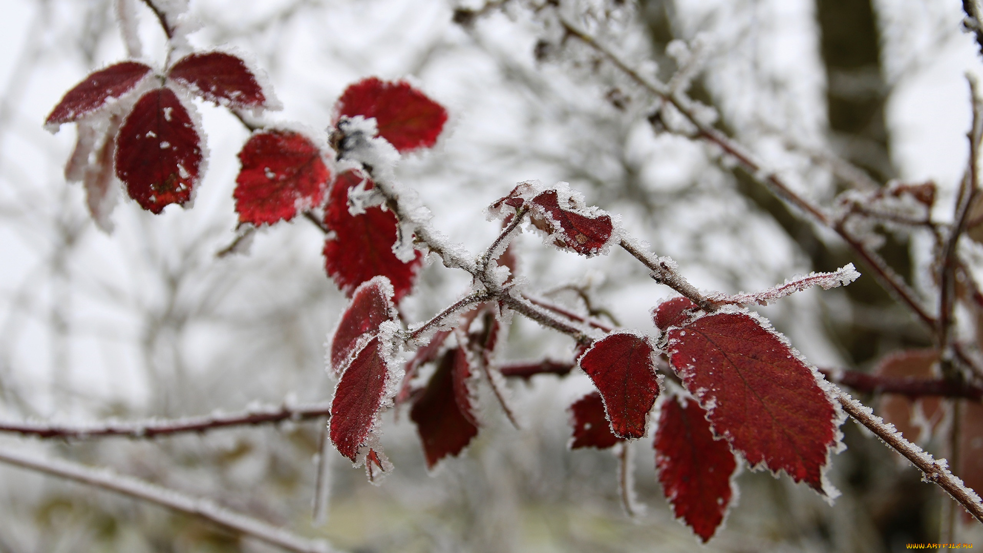 природа, листья, лёд, изморозь, снег, ветка, красный, зима, холод