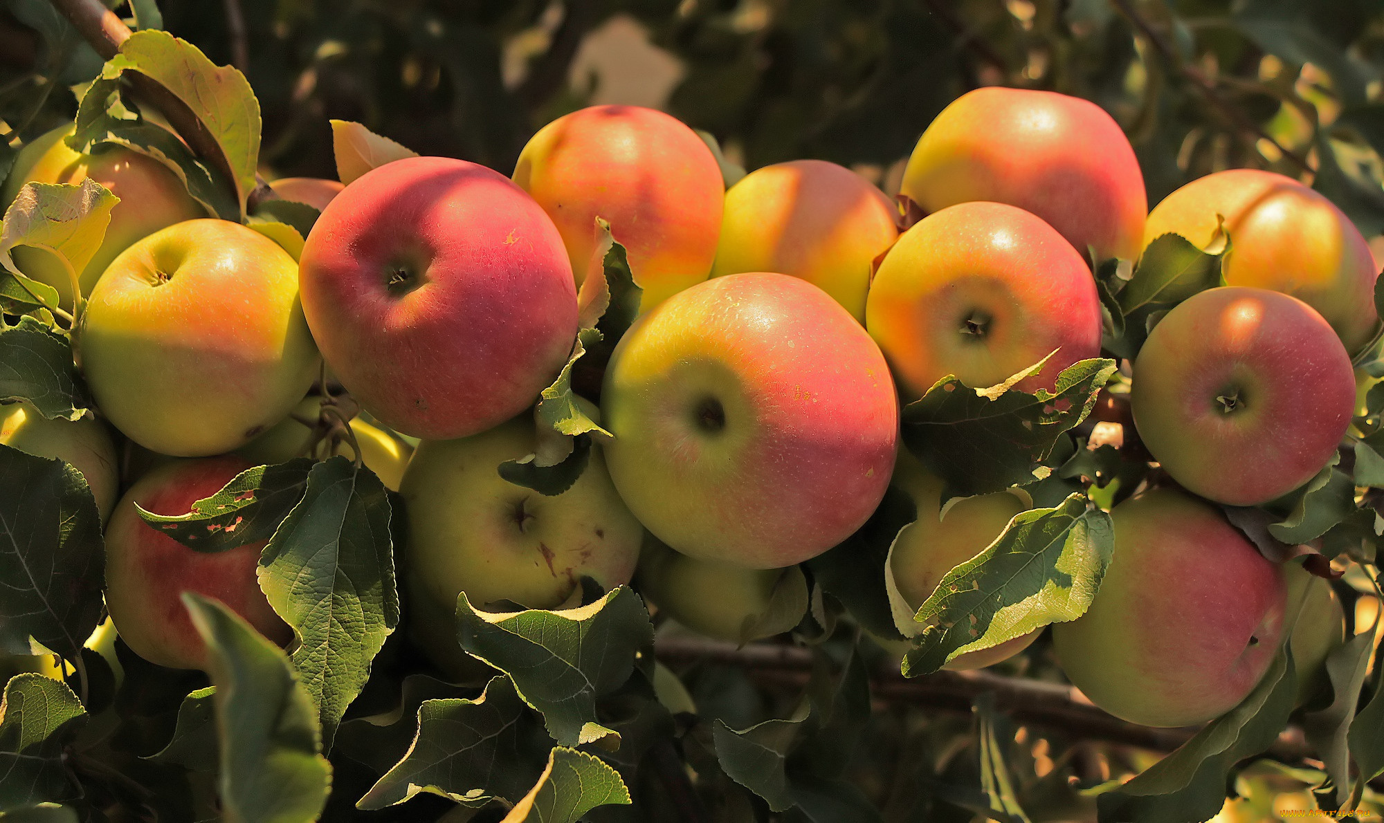 природа, плоды, дерево, ветки, яблоки