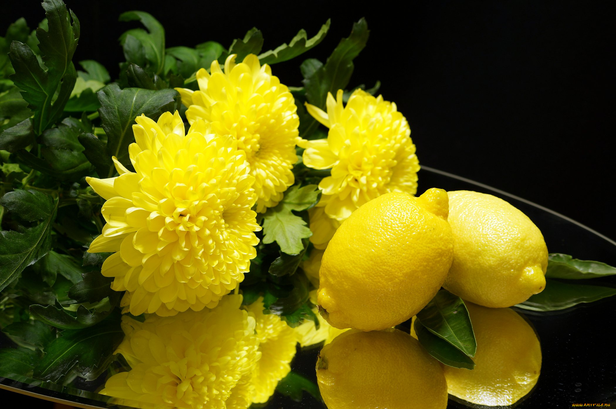 еда, цитрусы, цитрус, лимон, хризантемы, цветы
