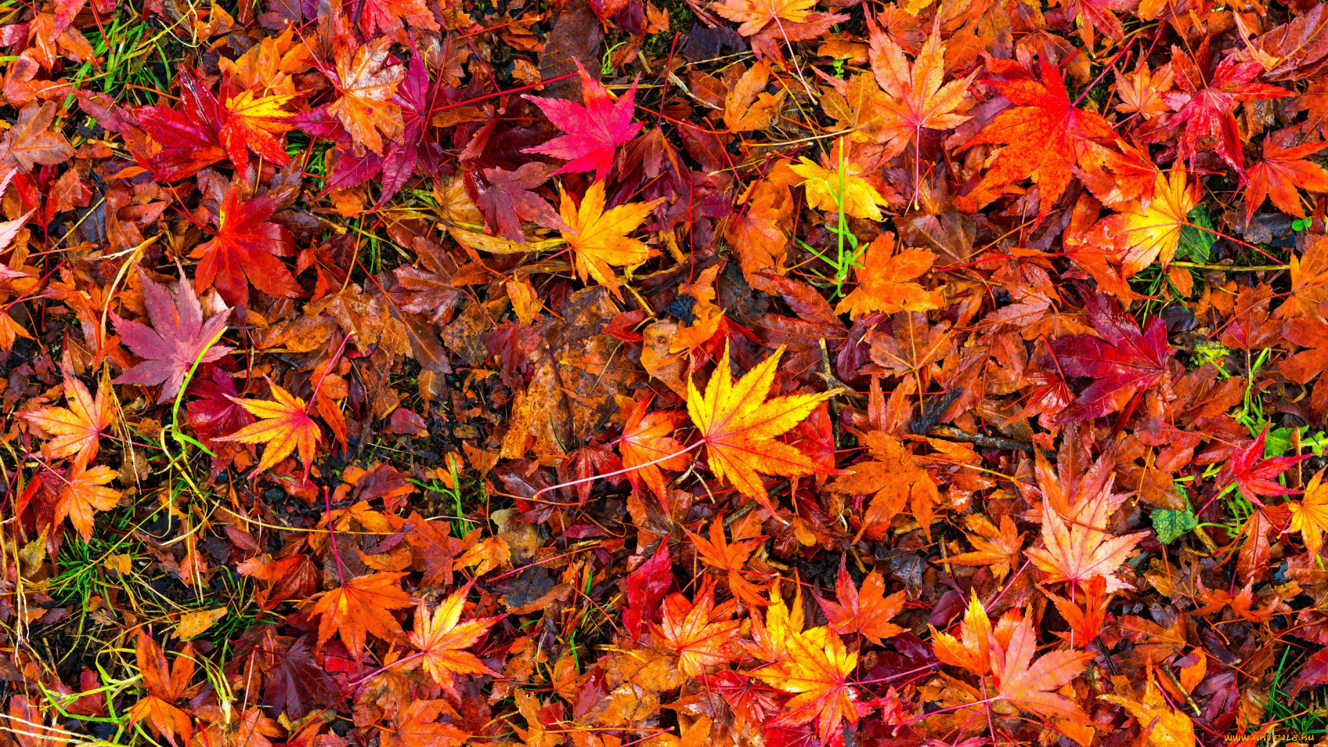 природа, листья, maple, осенние, leaves, autumn, background, клен, colorful, фон, осень, red