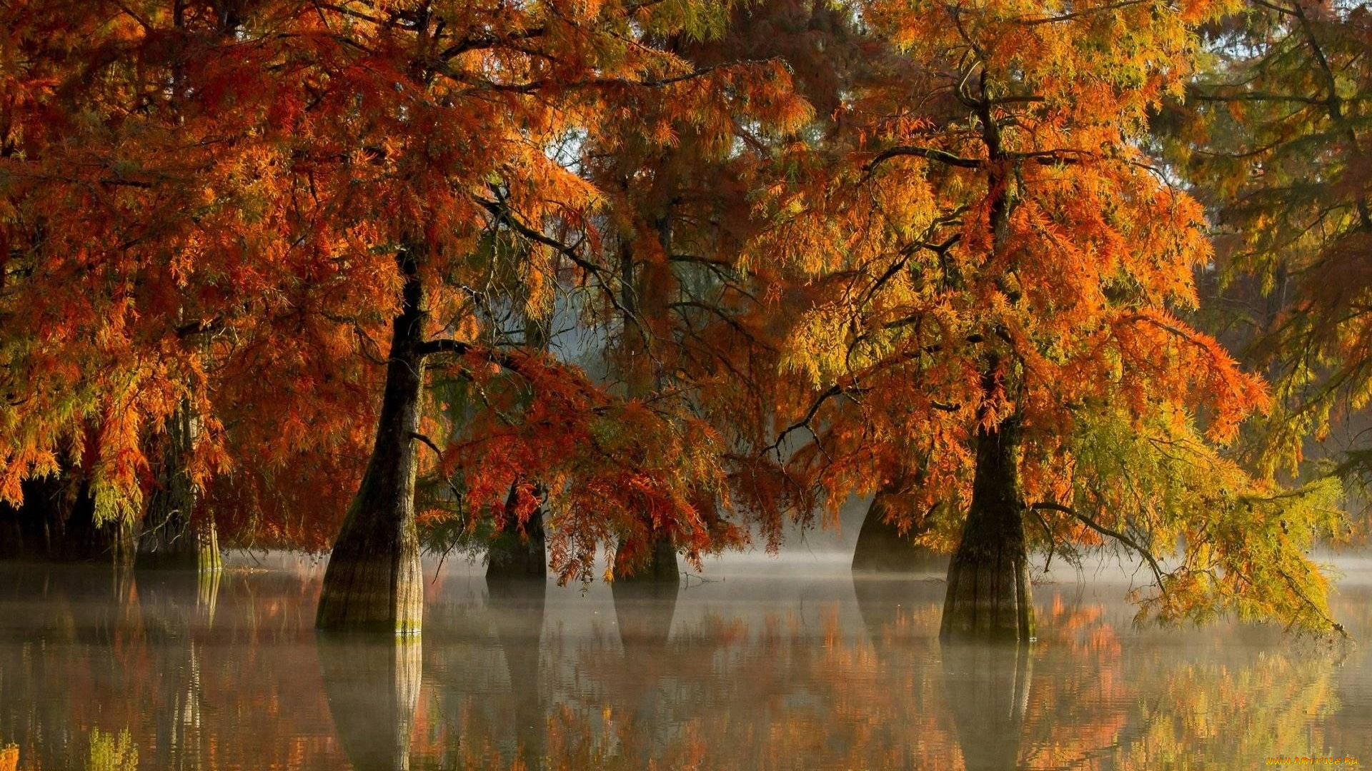 природа, деревья, осень, отражение