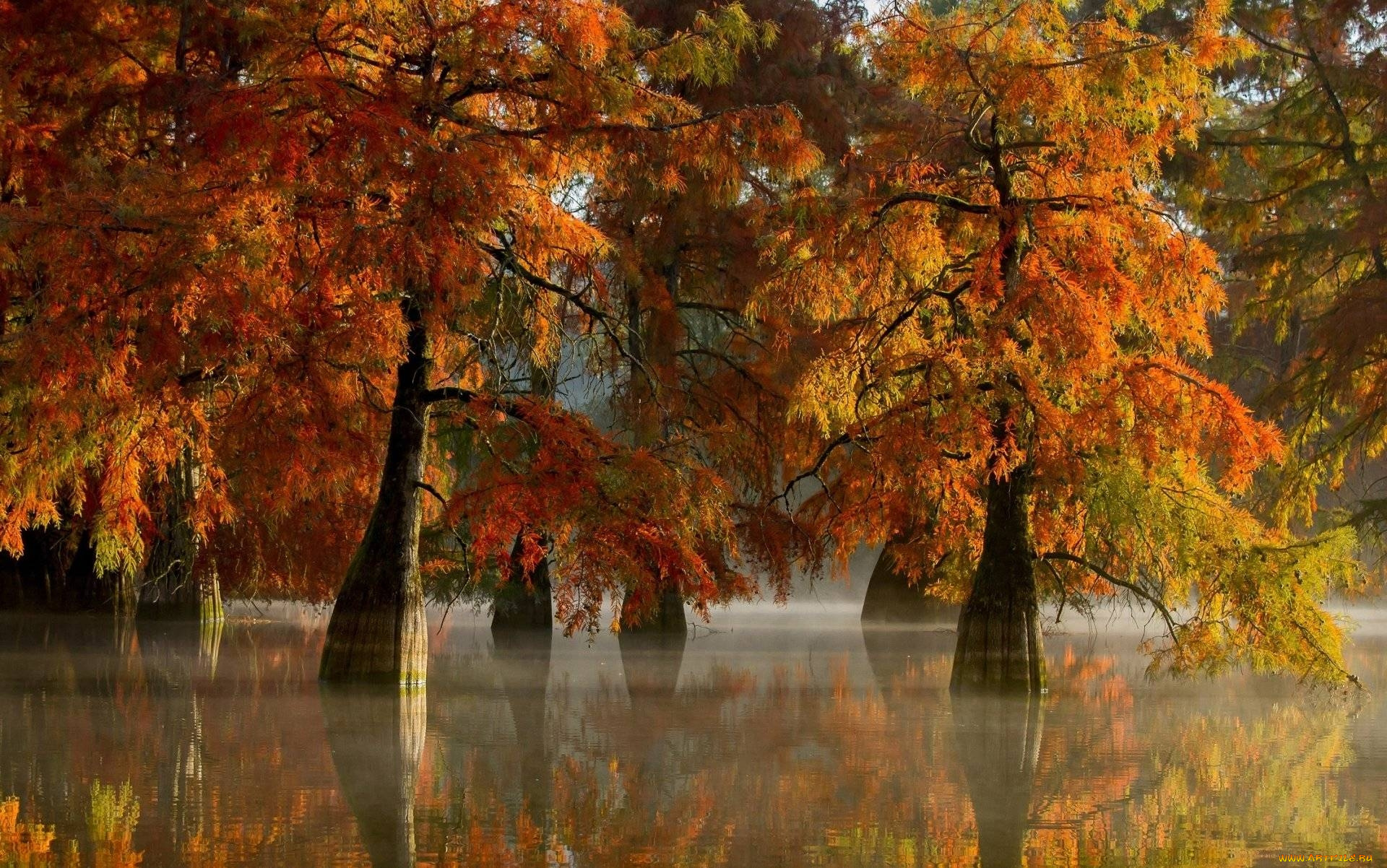 природа, деревья, осень, отражение