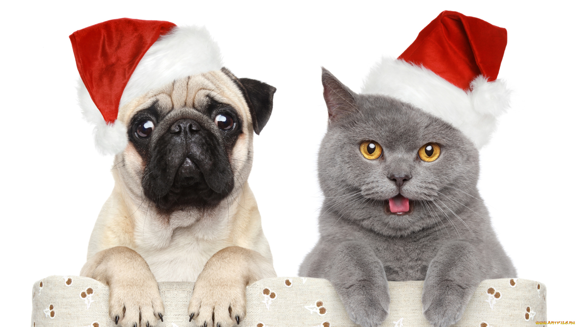 животные, разные, вместе, новый, год, рождество, new, year, christmas, праздник, шарики, украшения, собака, кот, мопс, колпаки