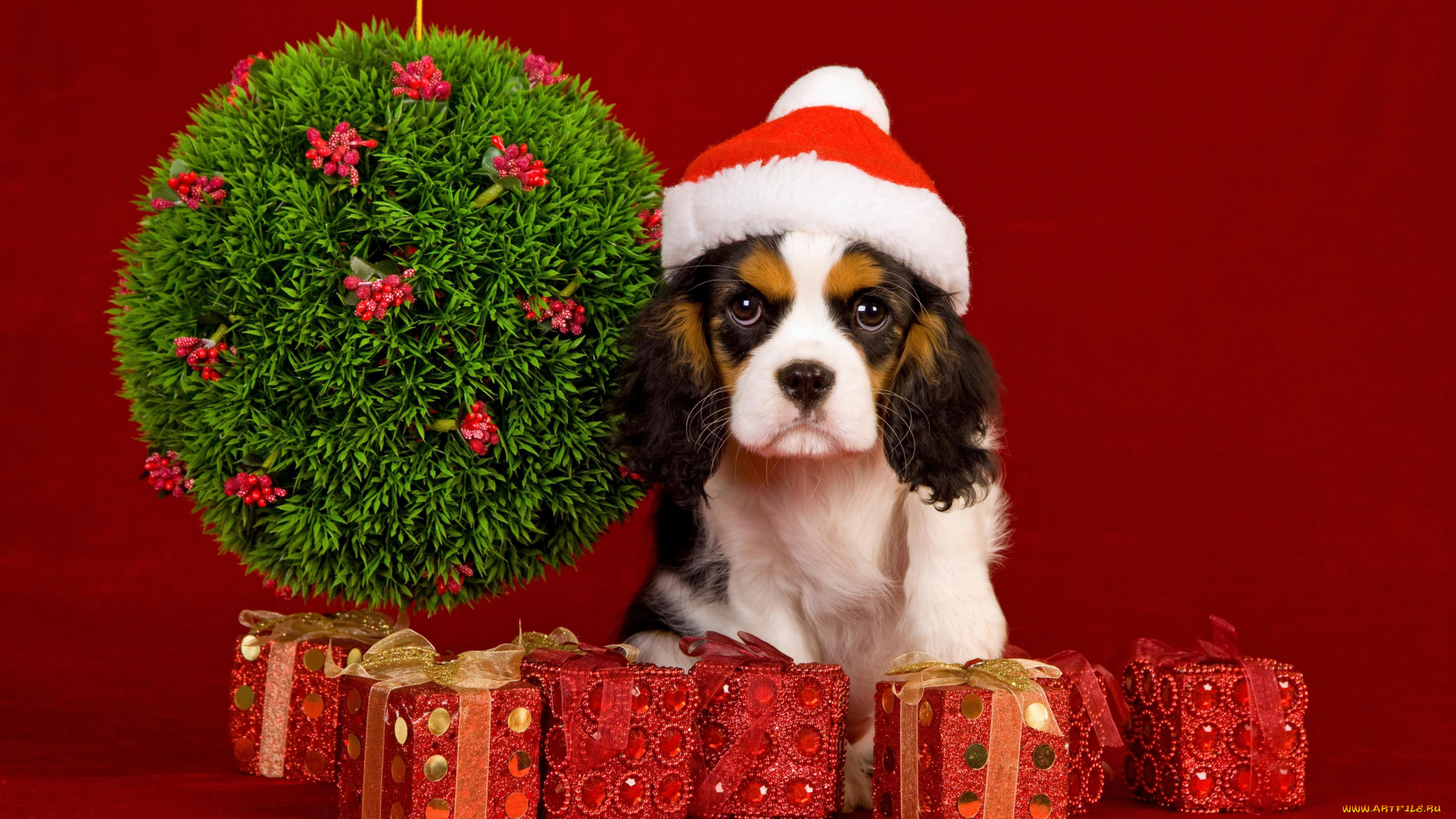 животные, собаки, new, year, рождество, новый, год, christmas, праздник, шарики, украшения, собака