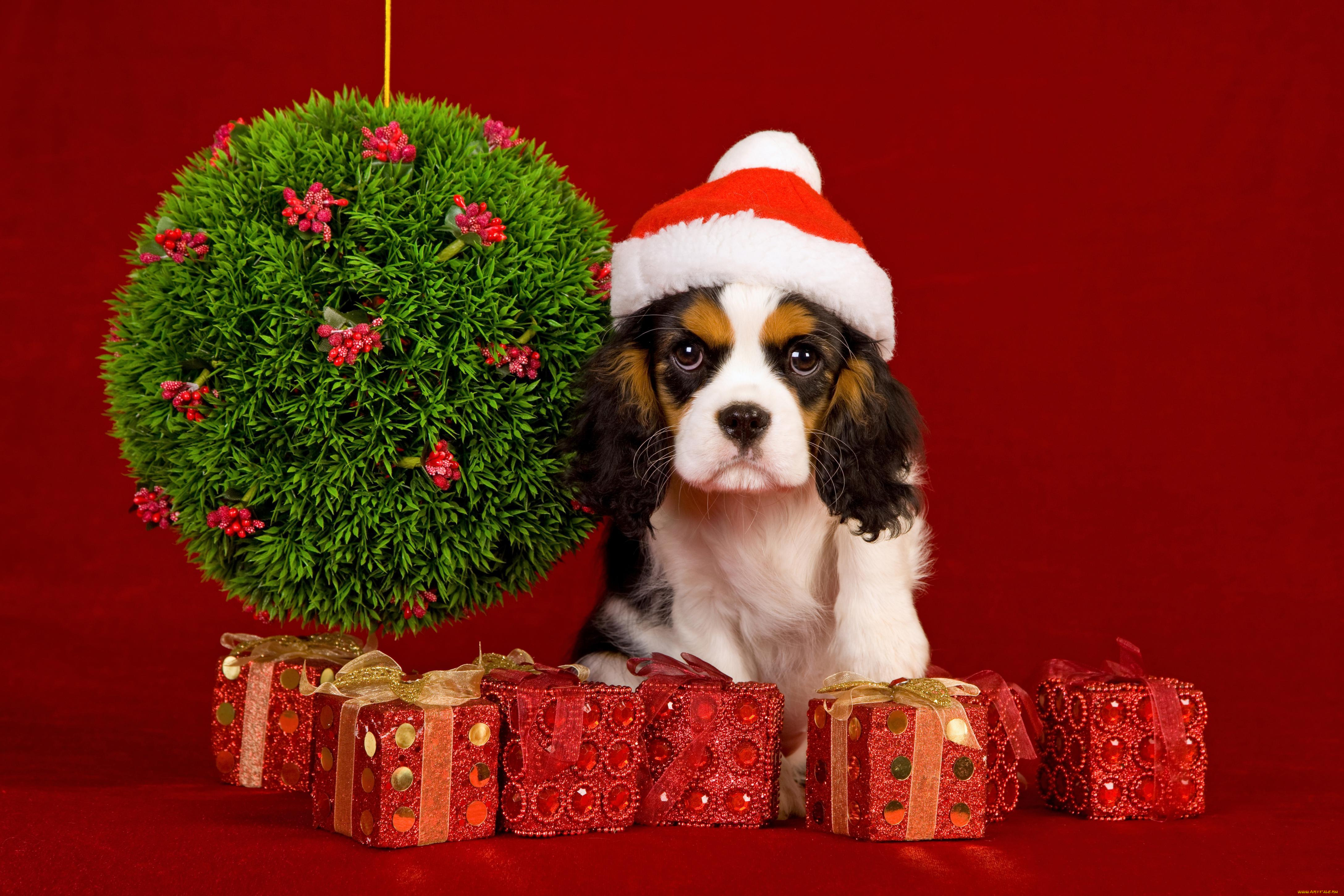 животные, собаки, new, year, рождество, новый, год, christmas, праздник, шарики, украшения, собака