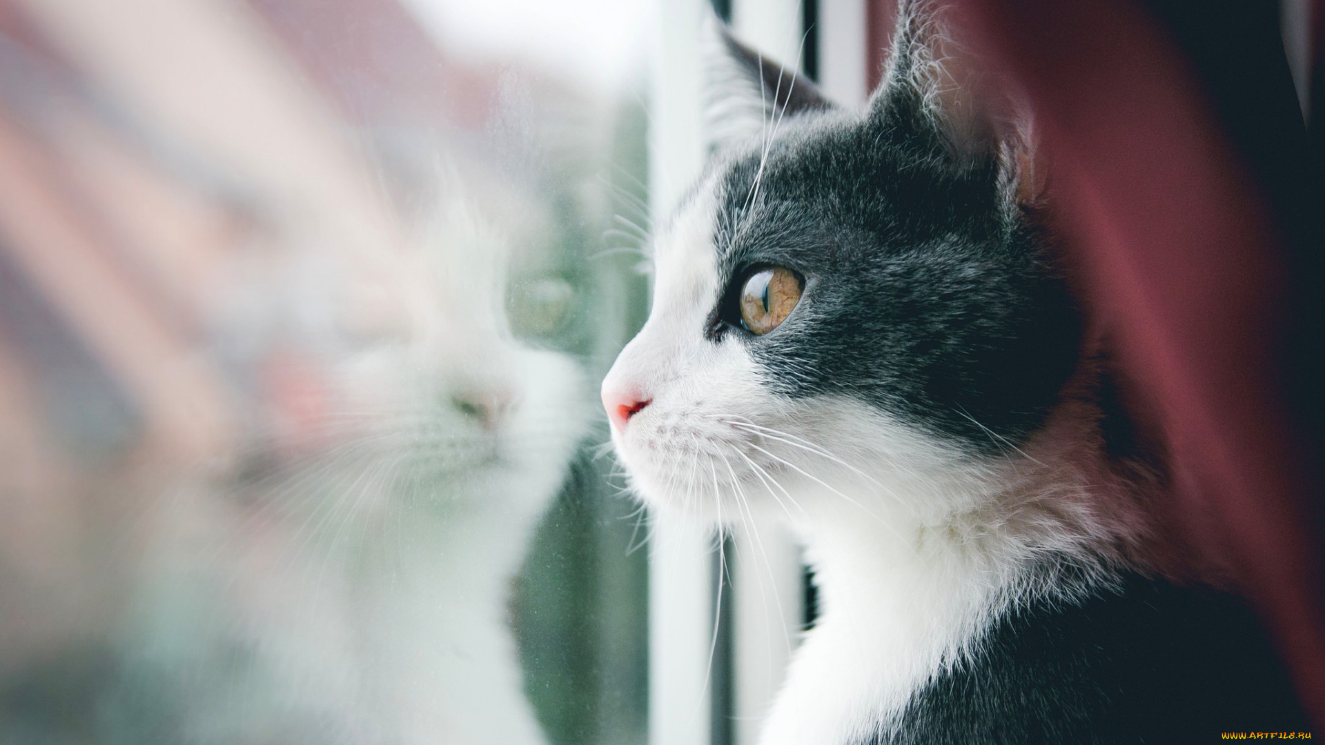 животные, коты, кот, кошак, котяра, усы, смотрит, окно