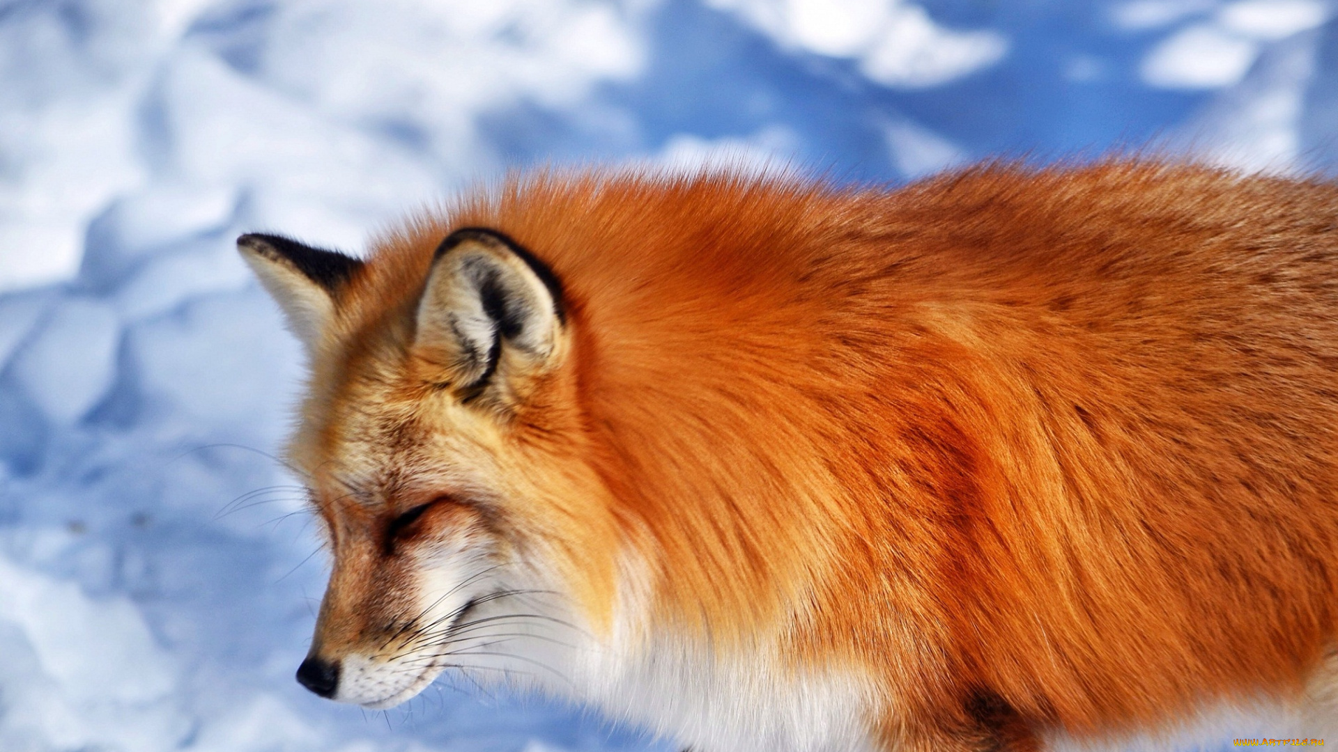 животные, лисы, рыжая, лиса, лисица, мордочка, снег, животное