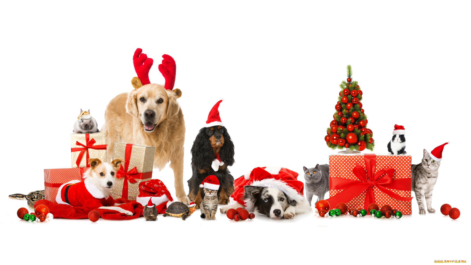 животные, разные, вместе, подарки, елка, год, собаки, кошка, новый, шарики, шапка