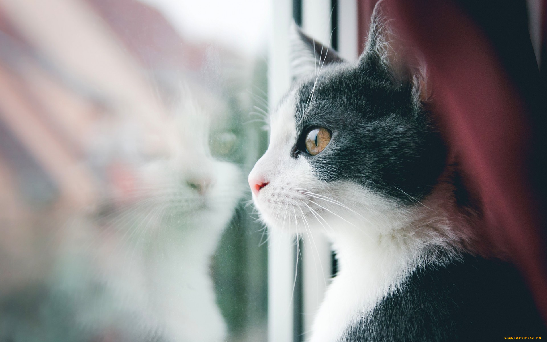 животные, коты, кот, кошак, котяра, усы, смотрит, окно