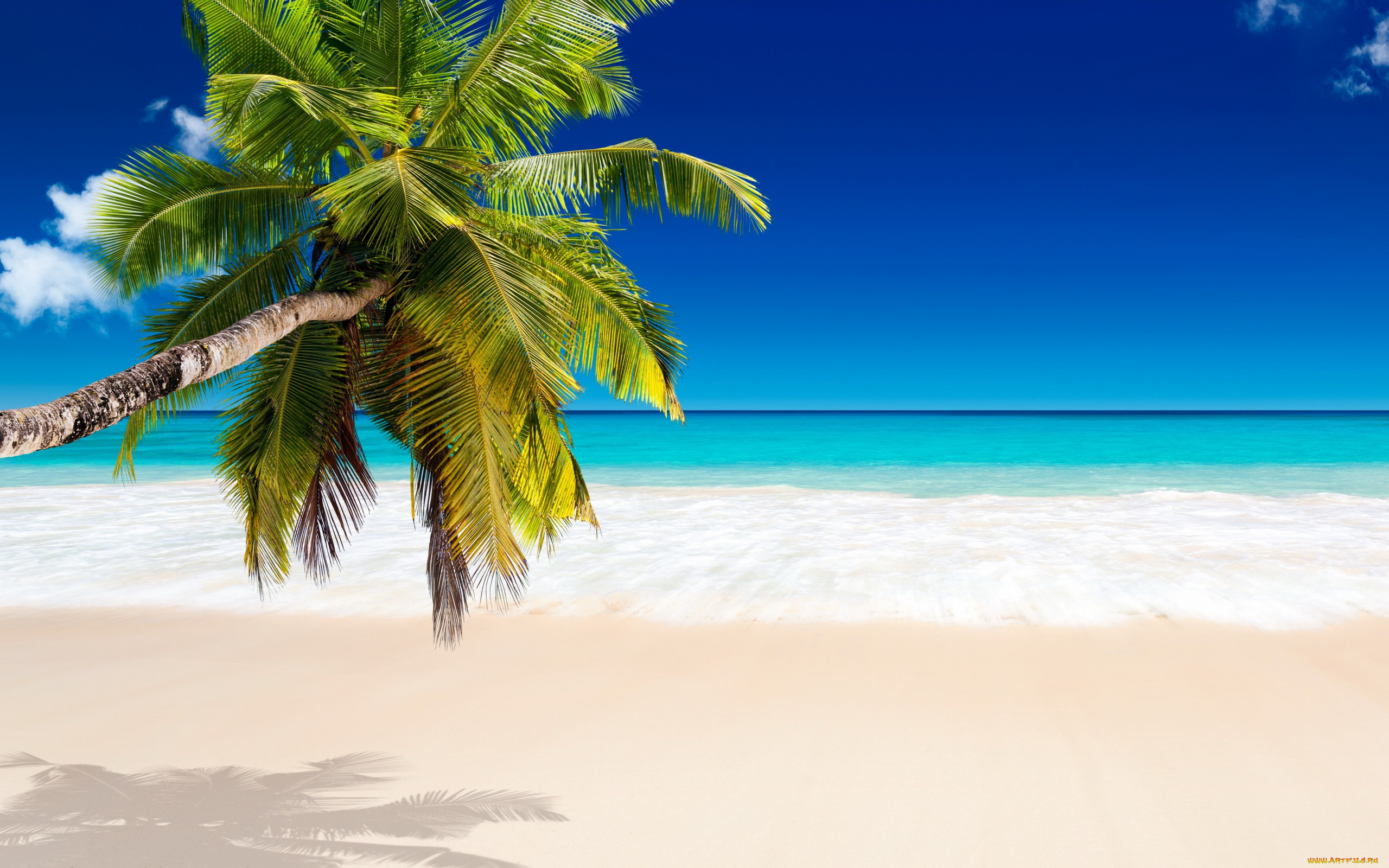 природа, тропики, palms, beach, tropical, paradise, пляж, summer, vacation, sea, пальмы, море, ocean, sunshine, берег, песок