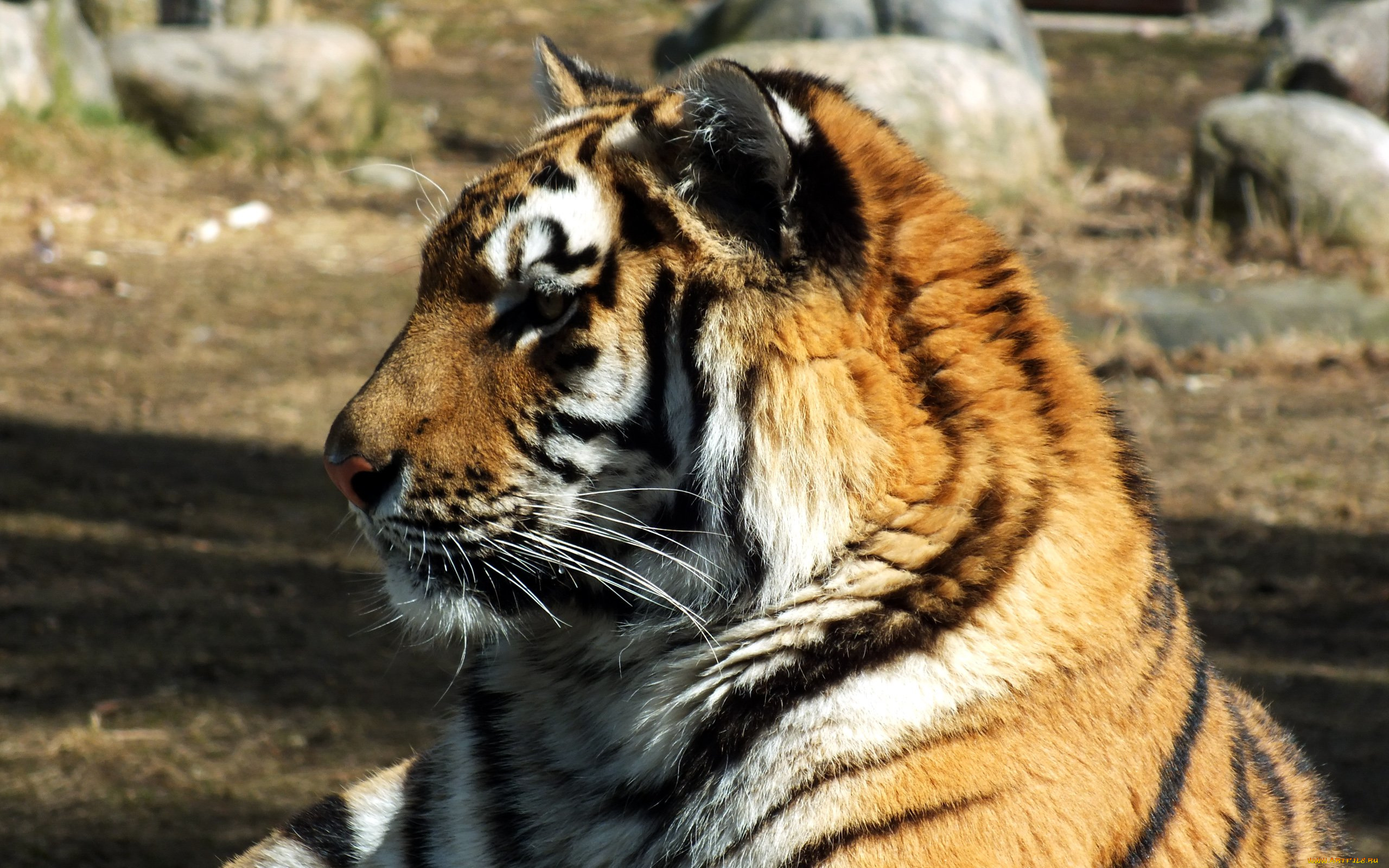 животные, тигры, профиль