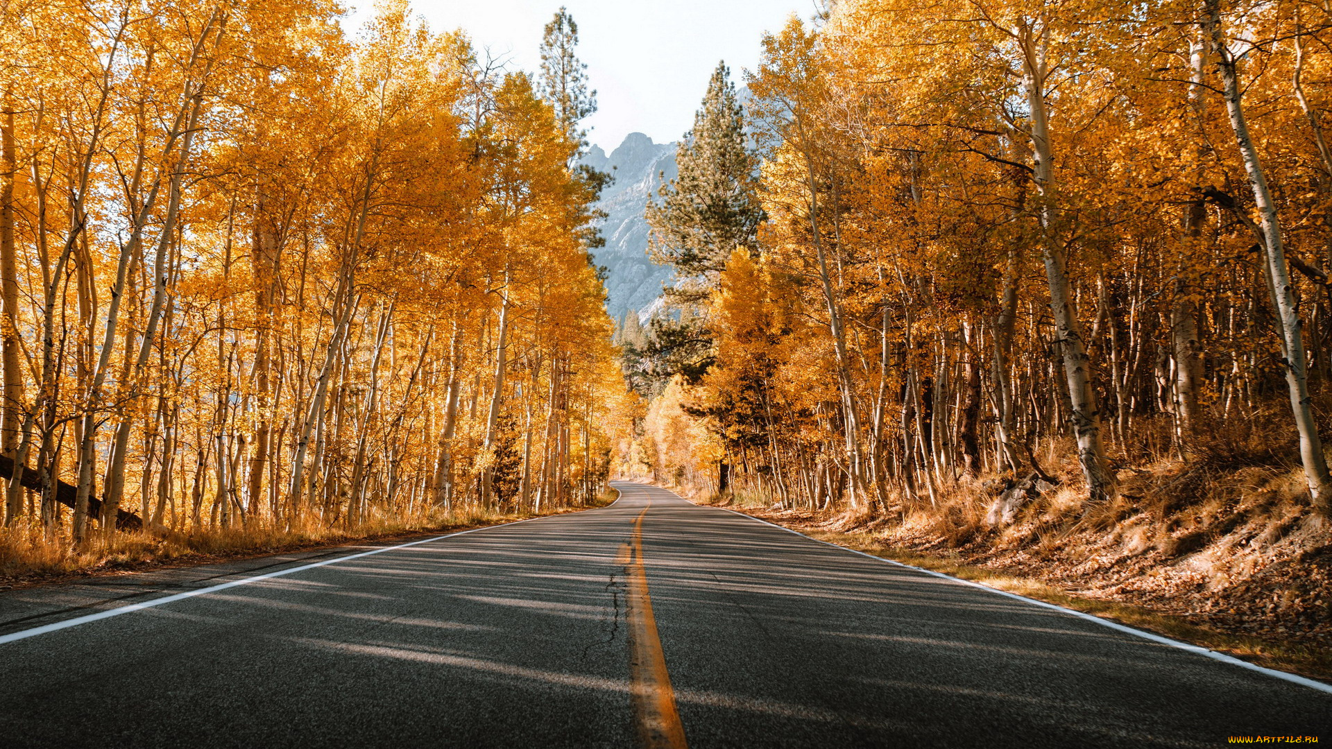 природа, дороги, шоссе, осень