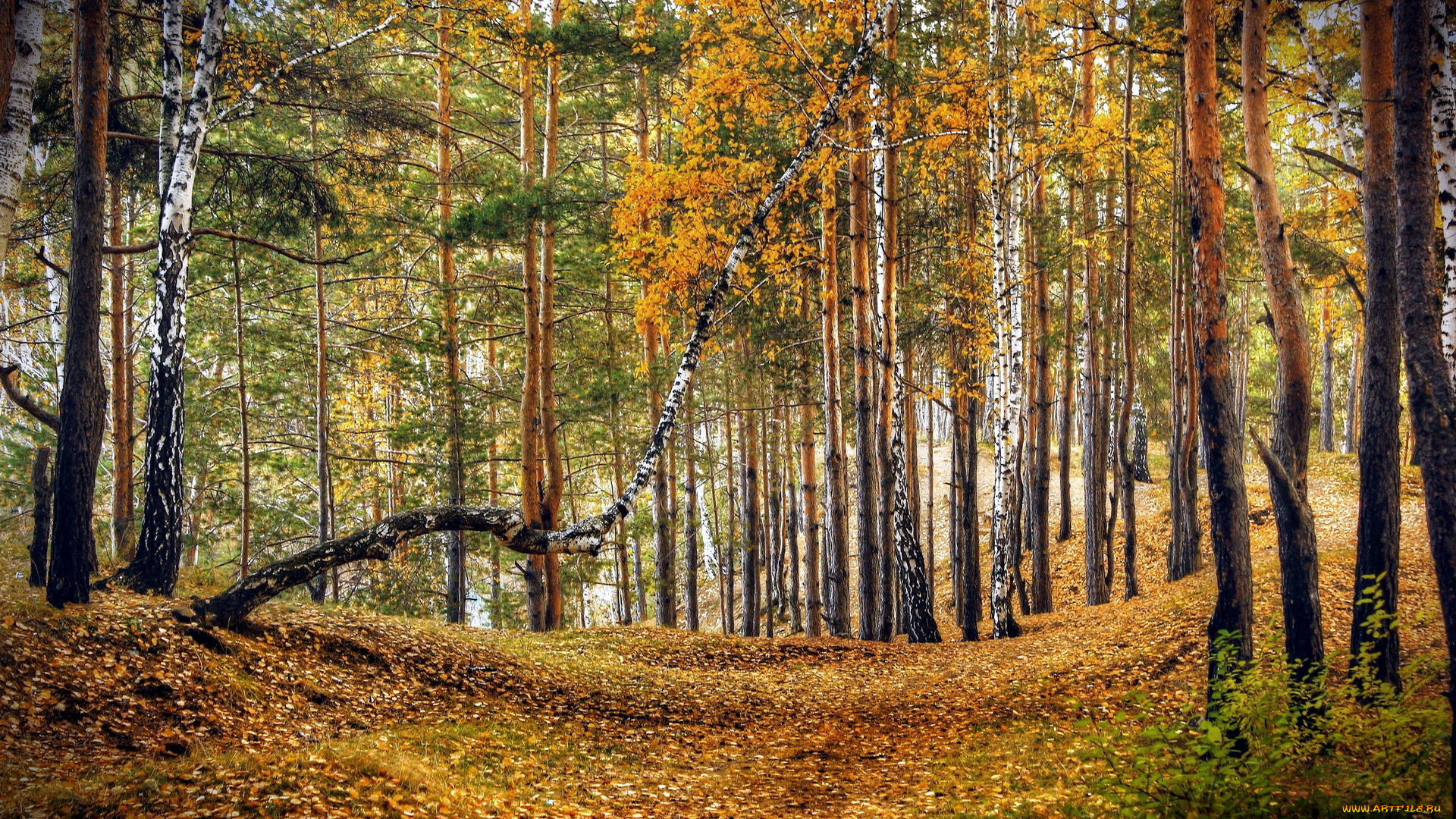природа, лес, осень, листопад, березы