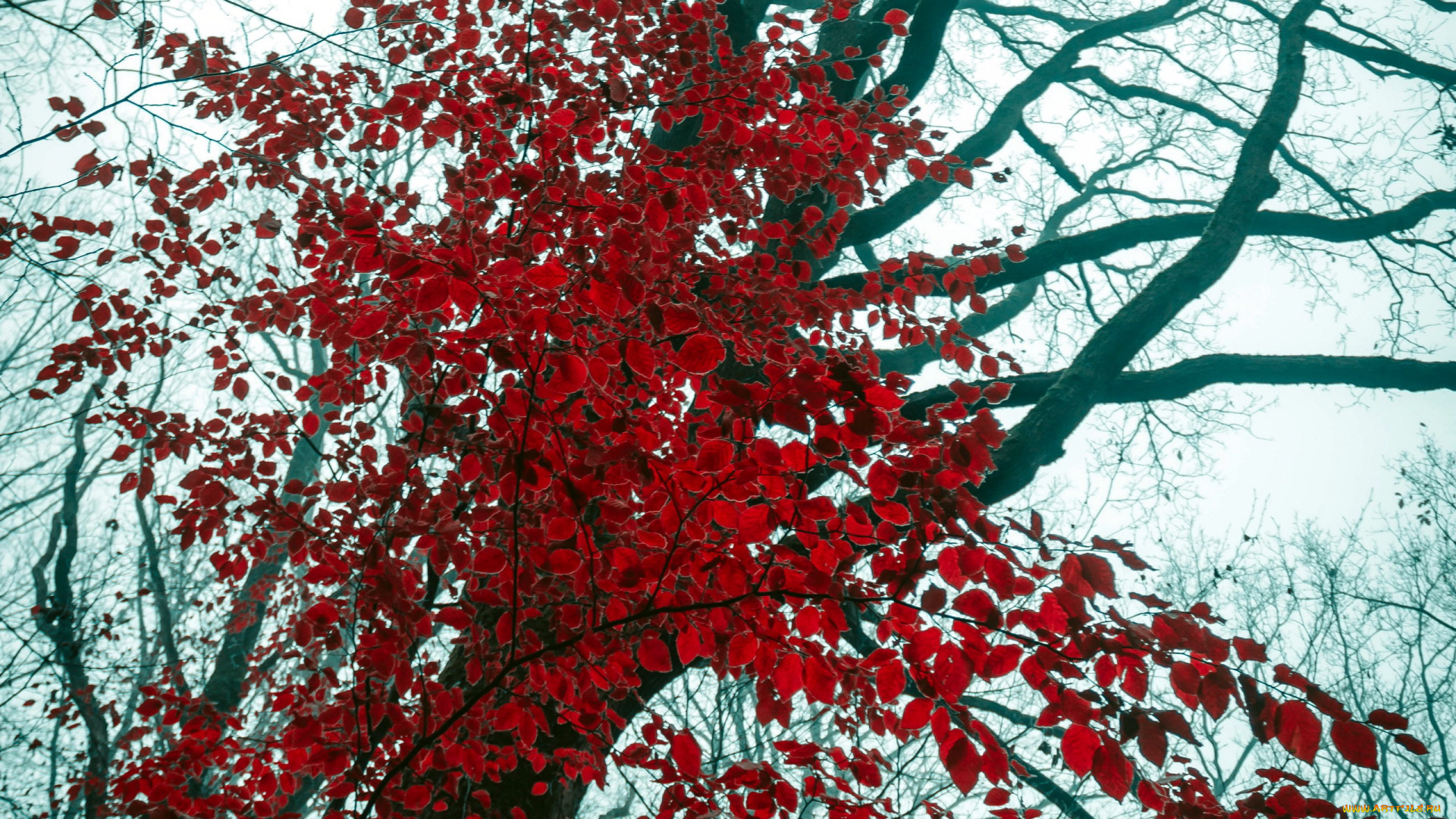 природа, листья, красный, дерево, осень