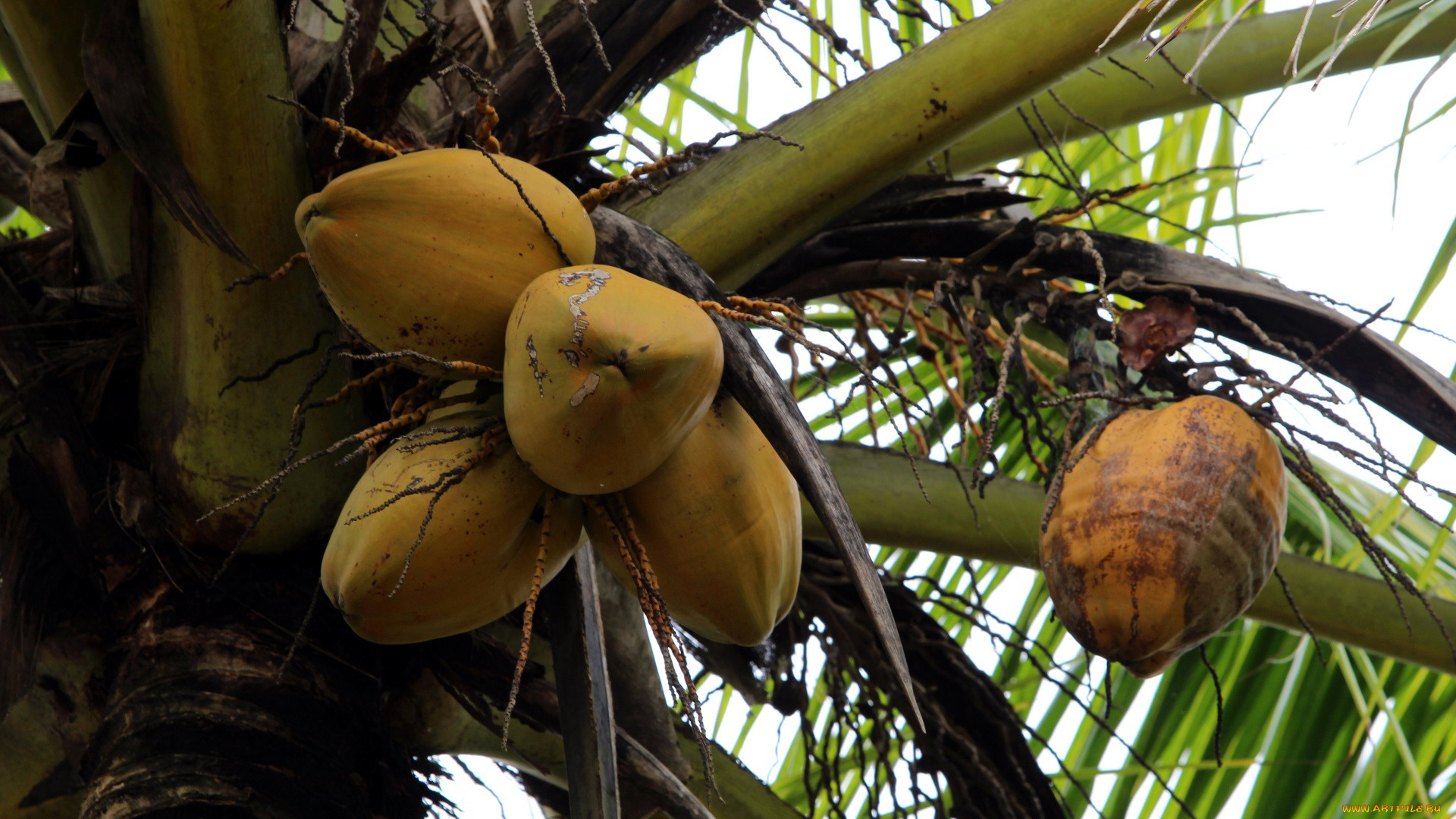 природа, плоды, кокос