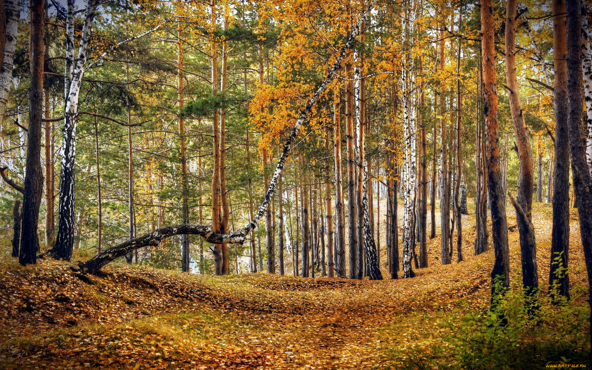 природа, лес, осень, листопад, березы