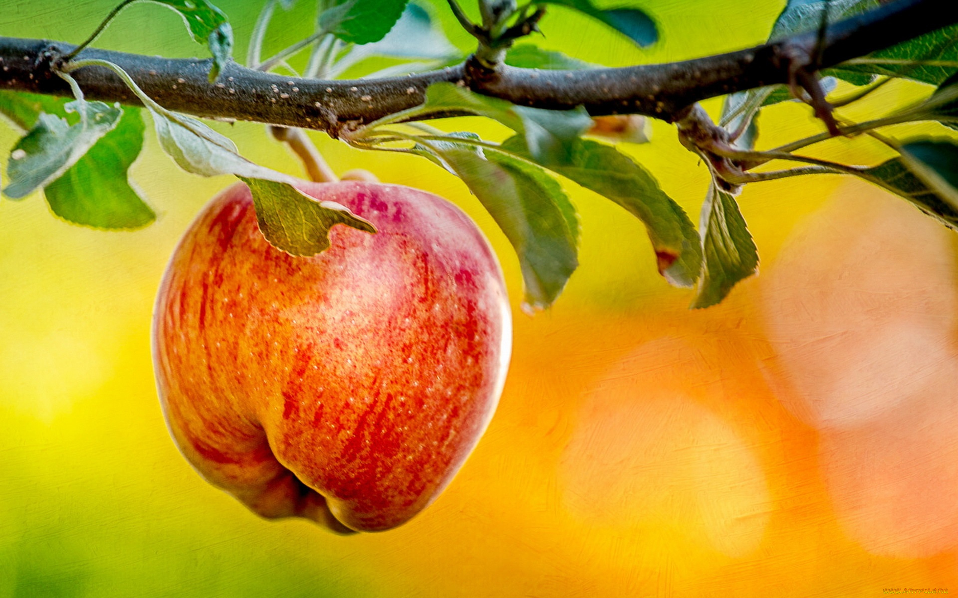 природа, плоды, яблоко