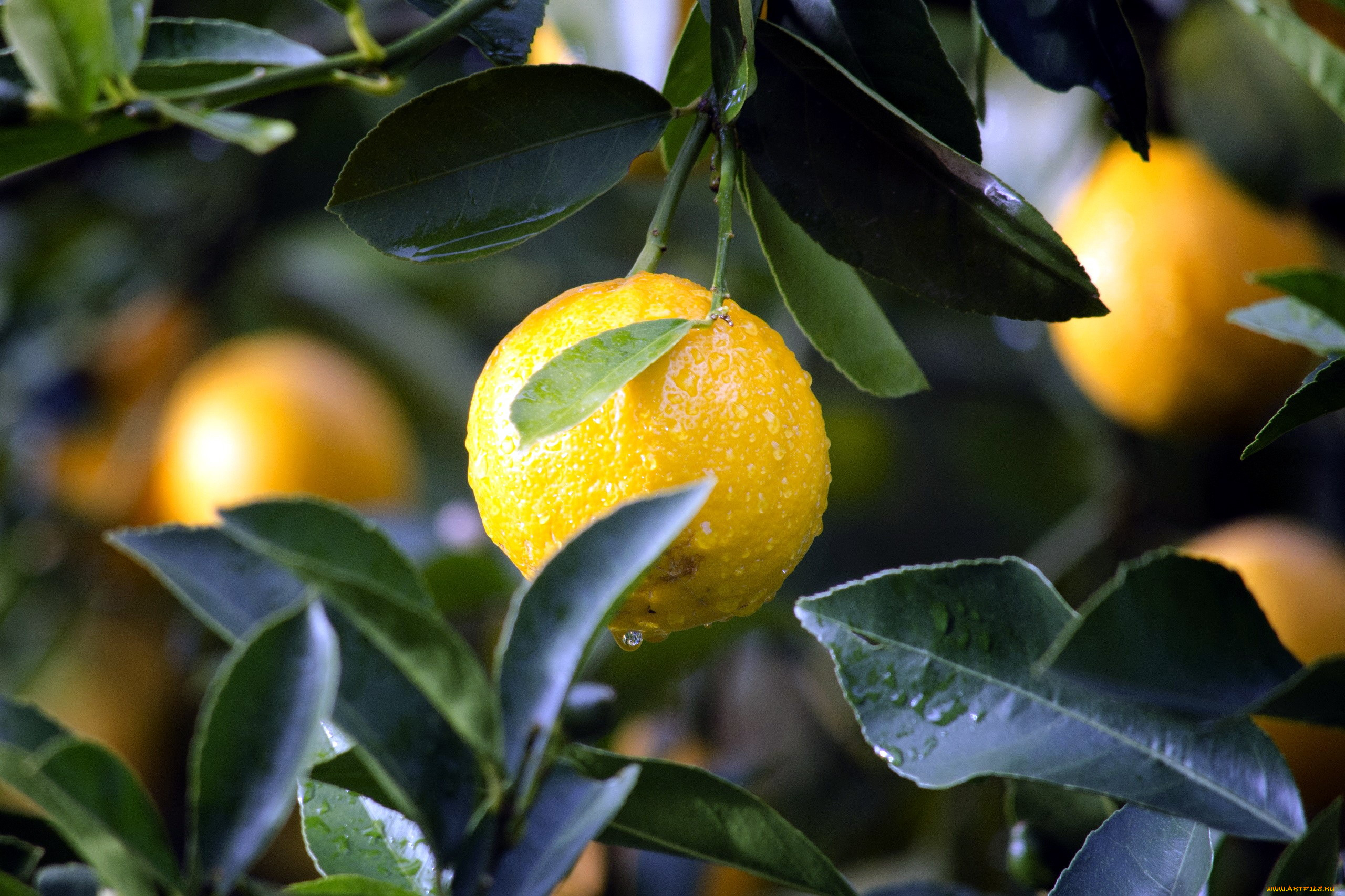 природа, плоды, лимоны