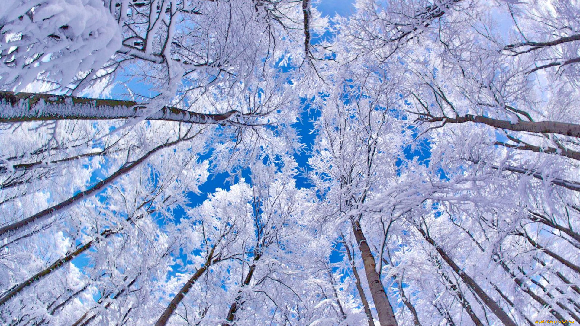 природа, деревья, лес, снег, небо
