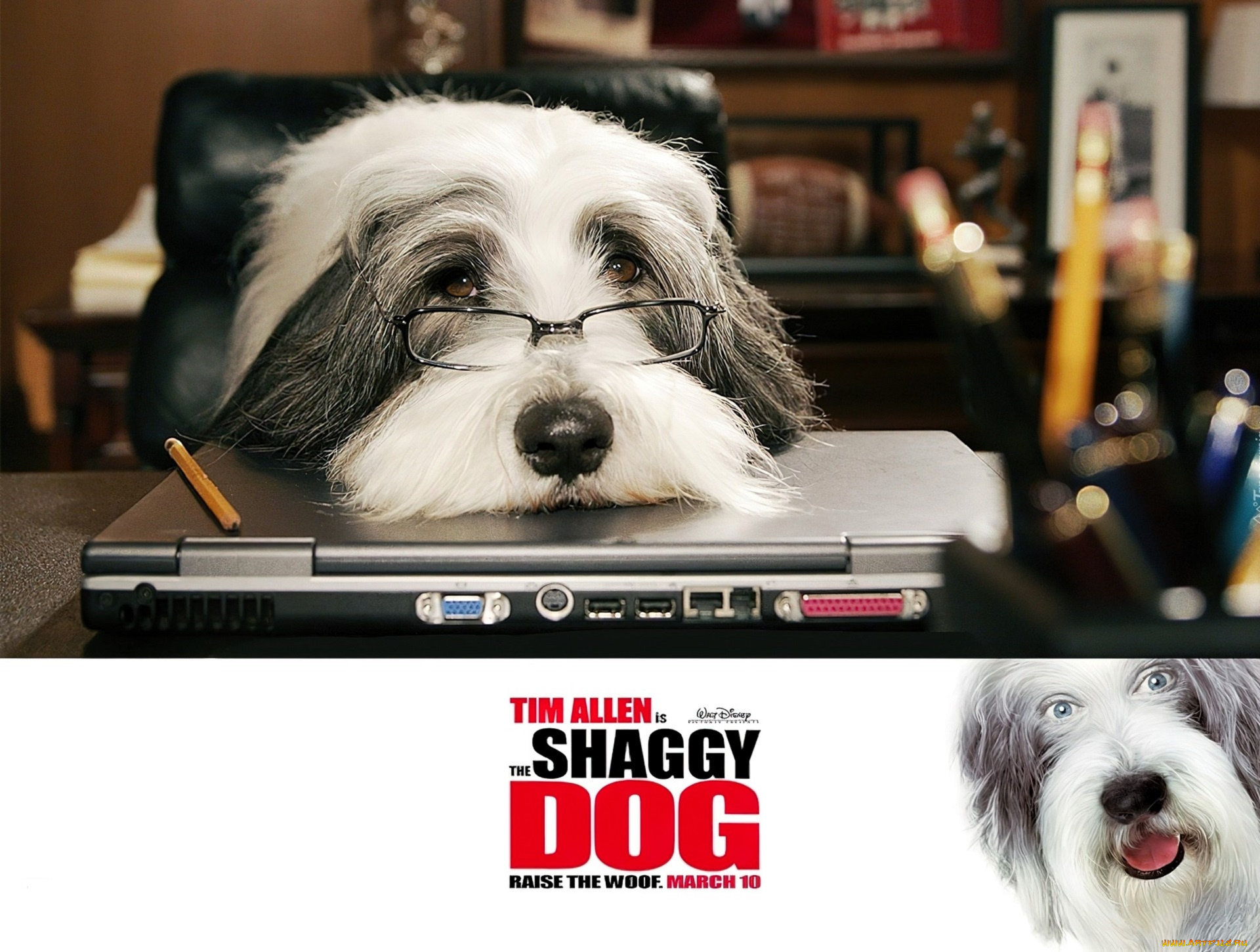кино, фильмы, the, shaggy, dog, собака, очки, карандаш, ноутбук