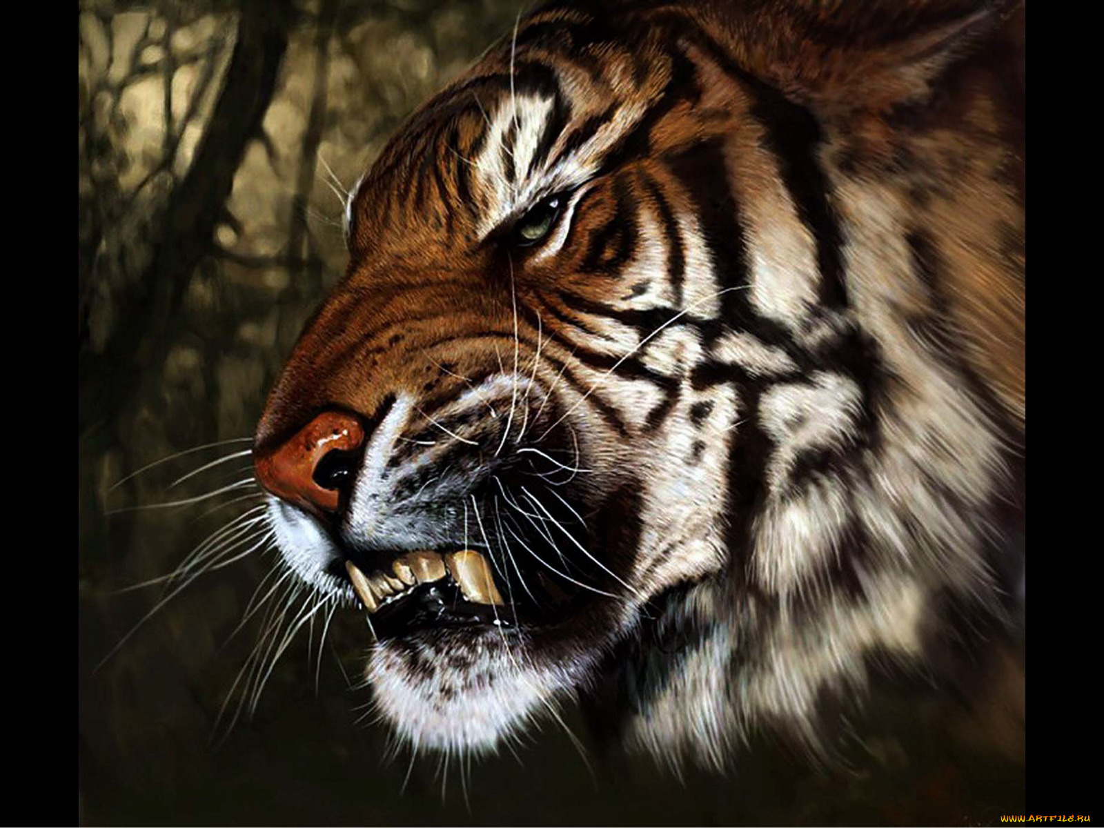 тигр, v3, рисованные, животные