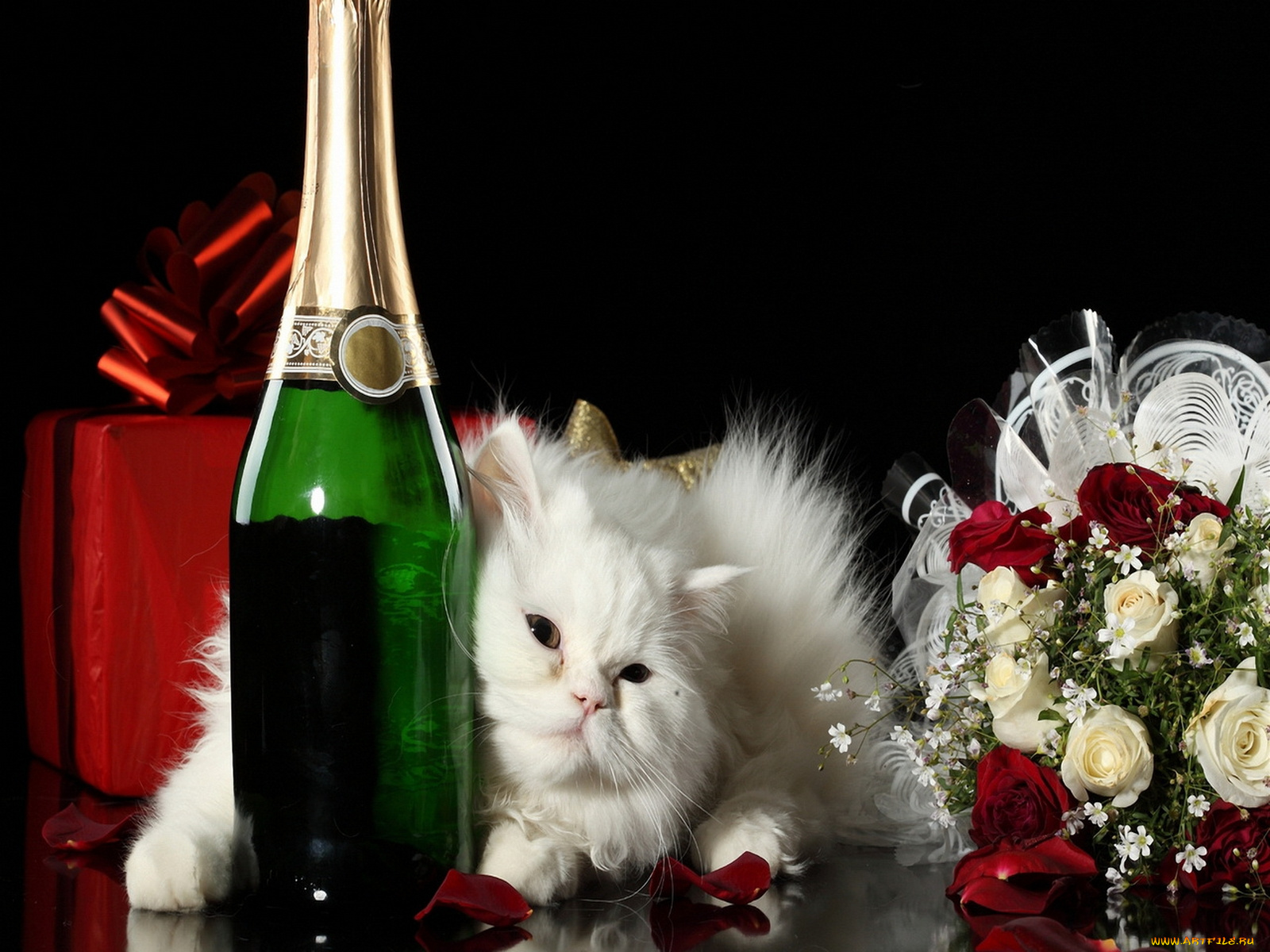 животные, коты, цветы, кошка, кот, шампанское