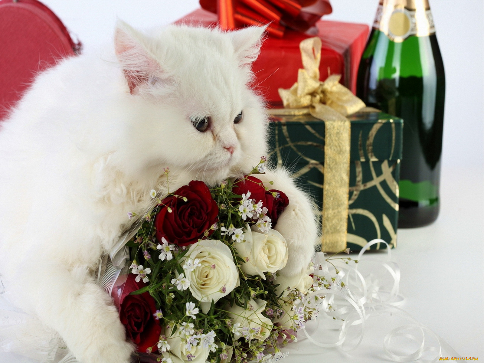 животные, коты, шампанское, кот, кошка, цветы
