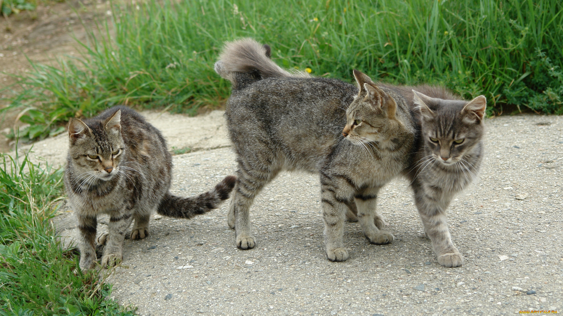 животные, коты, кот, кошка, компания, тройка, дорожка, трава