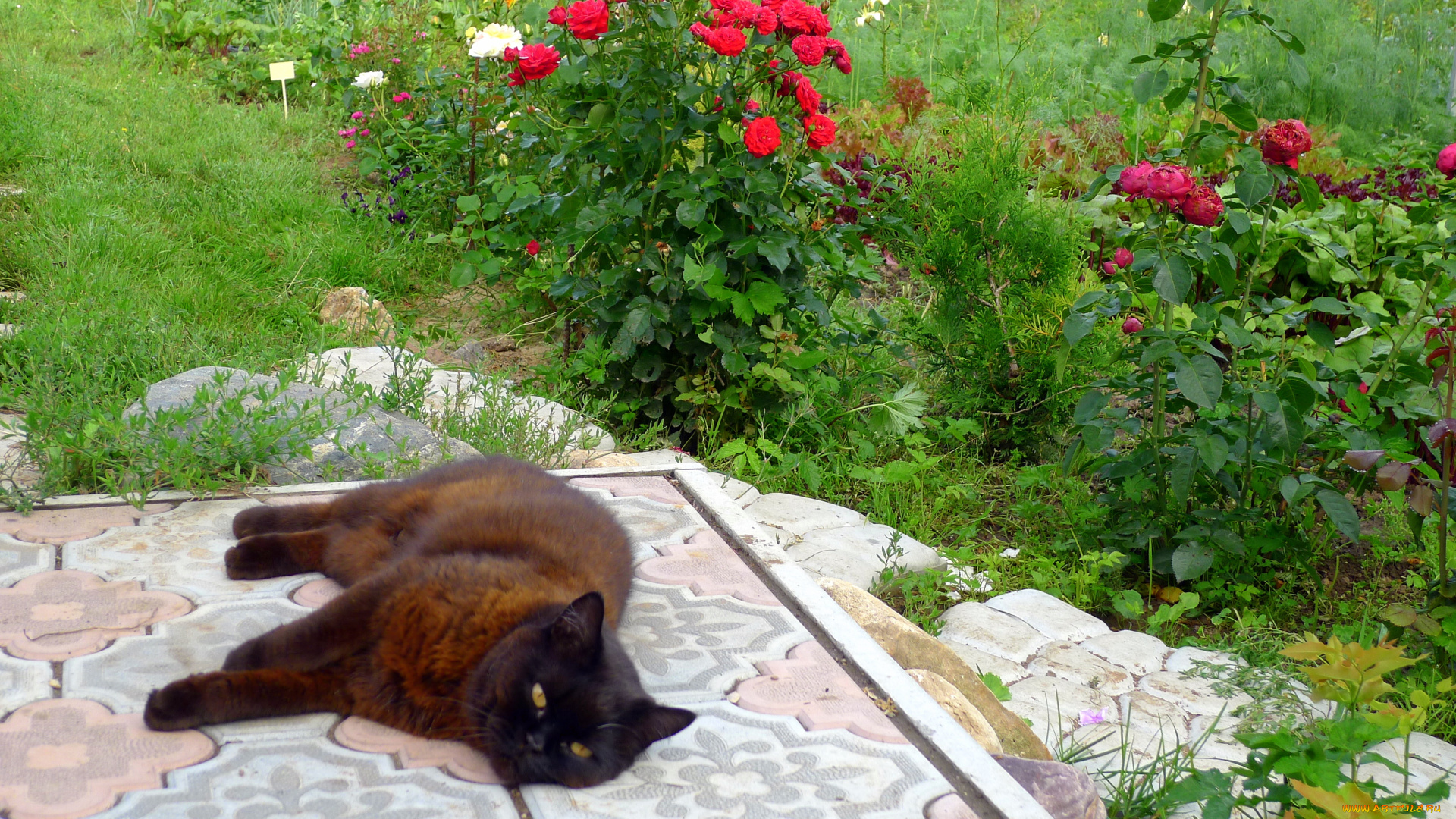 животные, коты, сад, кот, кошка, цветы