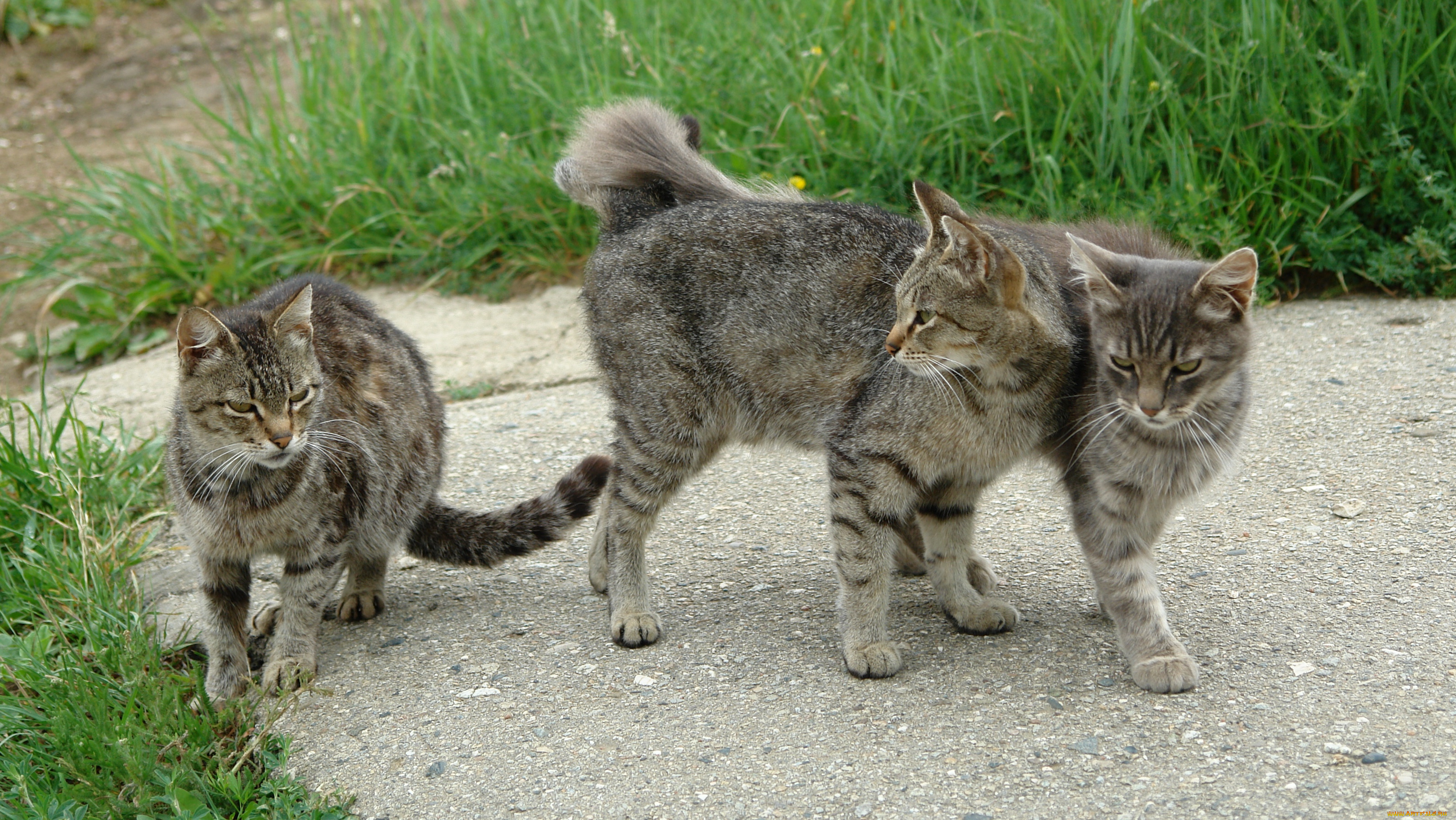 животные, коты, кот, кошка, компания, тройка, дорожка, трава