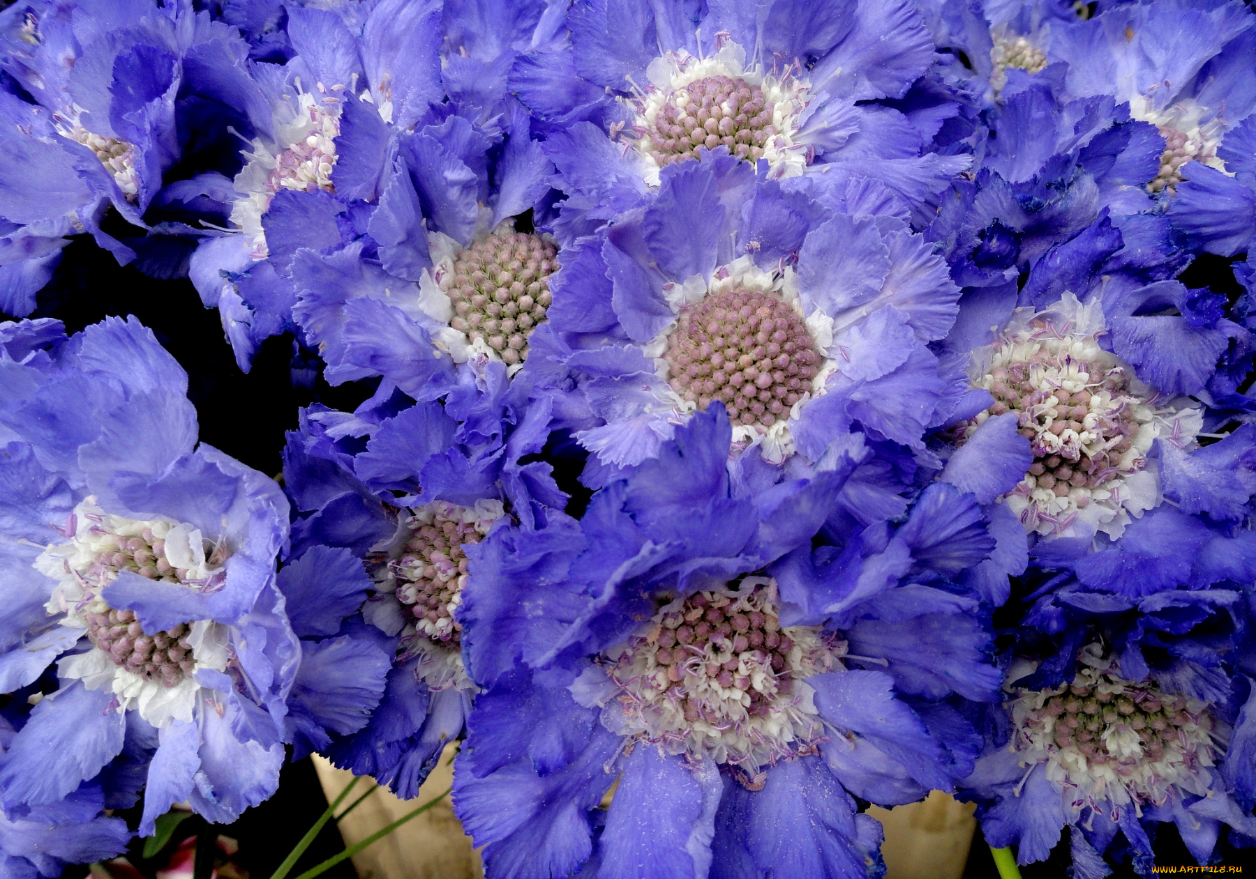 цветы, скабиоза, синий