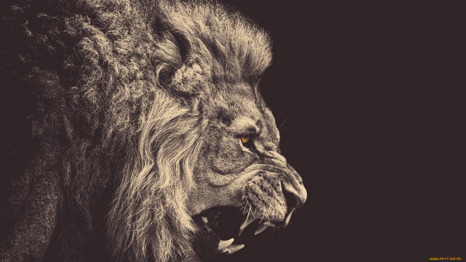 животные, львы, лев