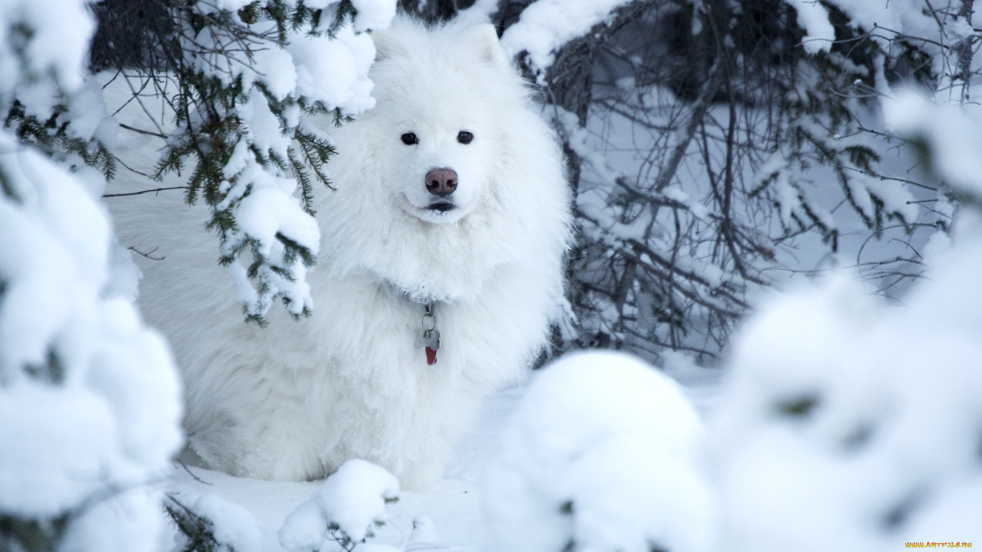 животные, собаки, снег, белый