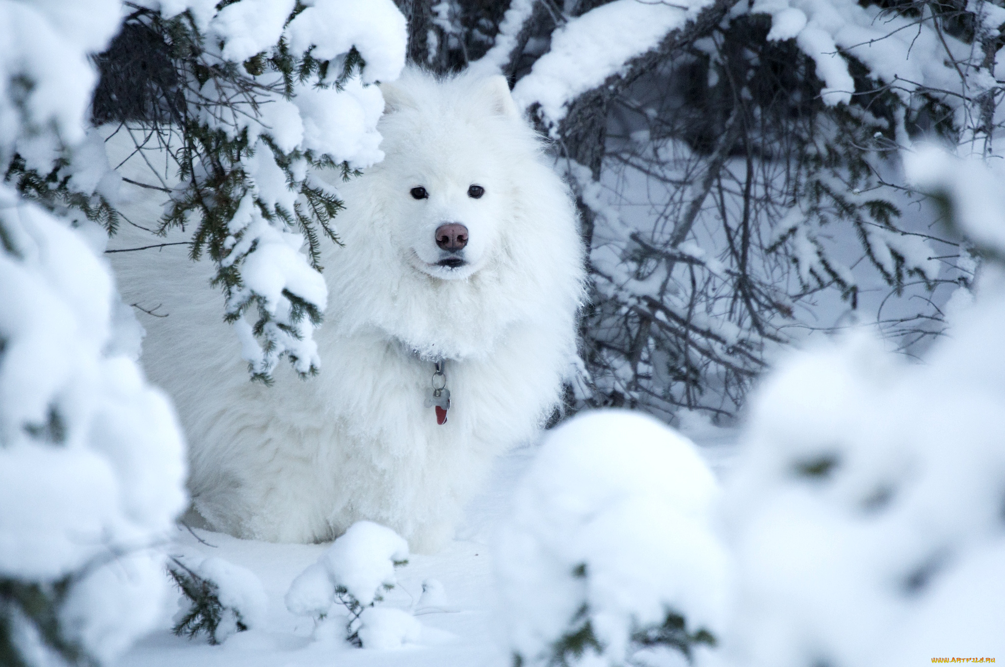 животные, собаки, снег, белый