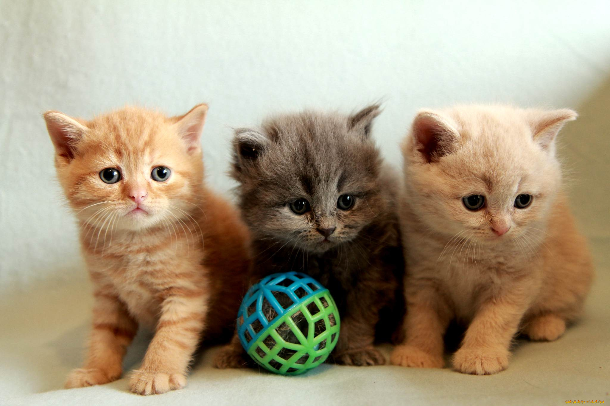 Хочу маленькие котики. Милые котята. Маленькие котятки. Котята разных цветов. Маленький котенок.