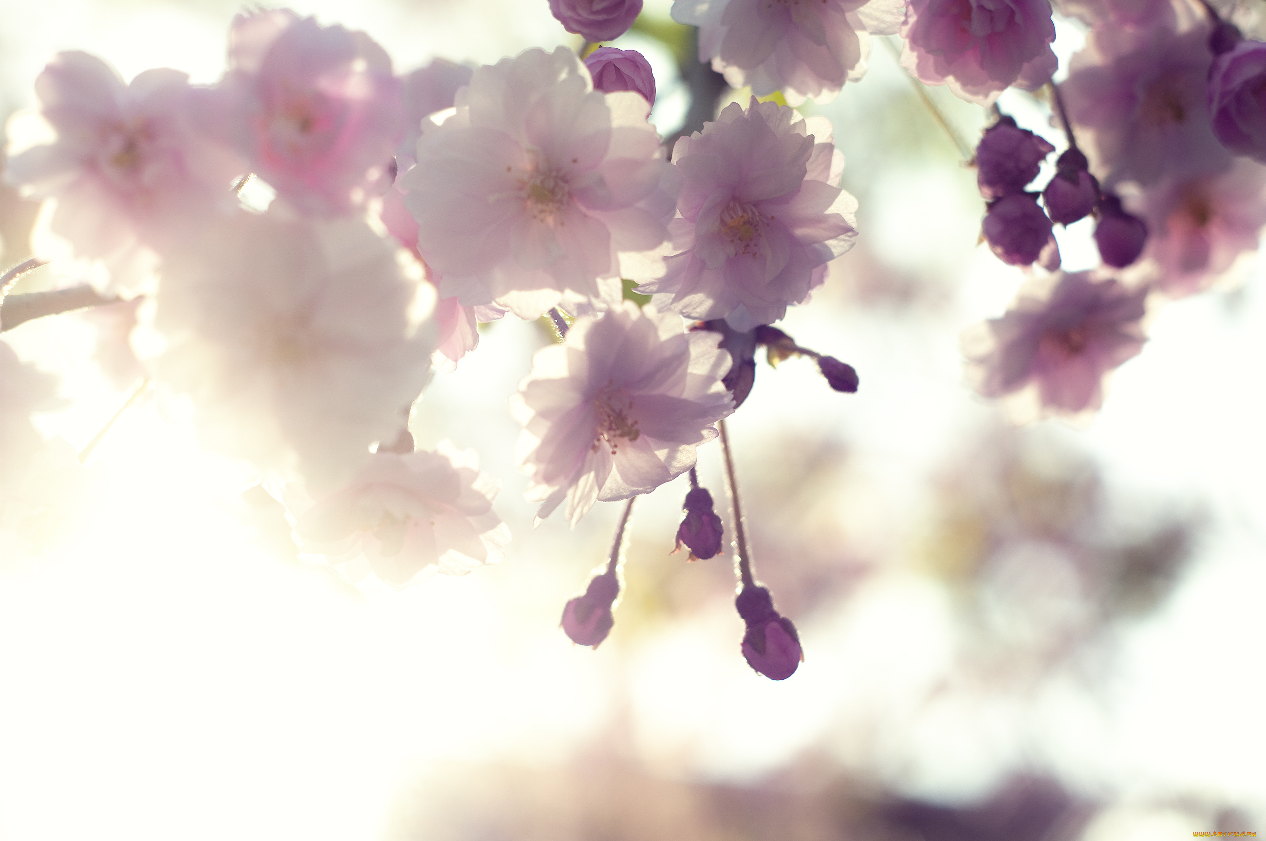 цветение, цветы, сакура, вишня, дерево, весна