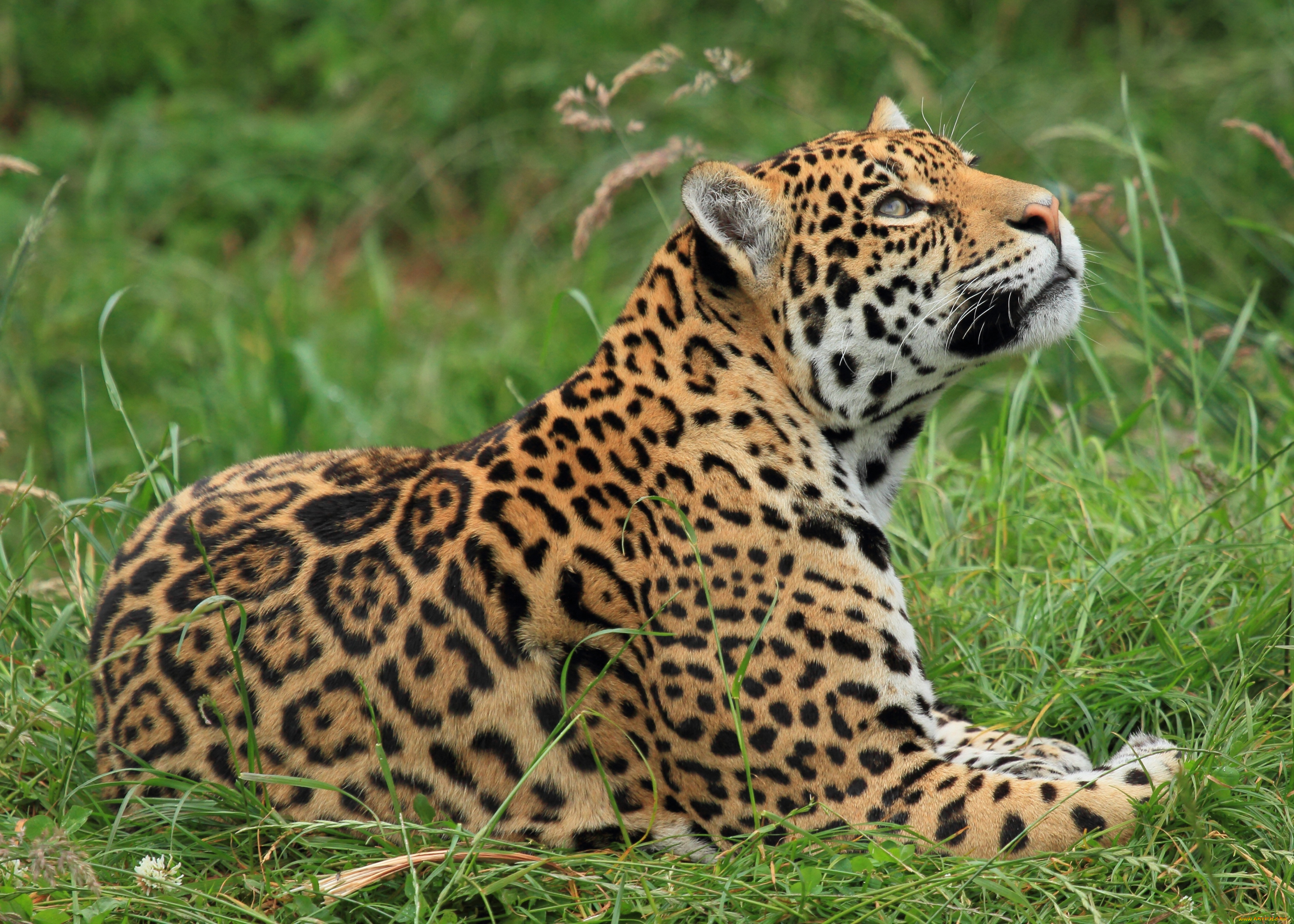 Леопард хищник трава животное скачать