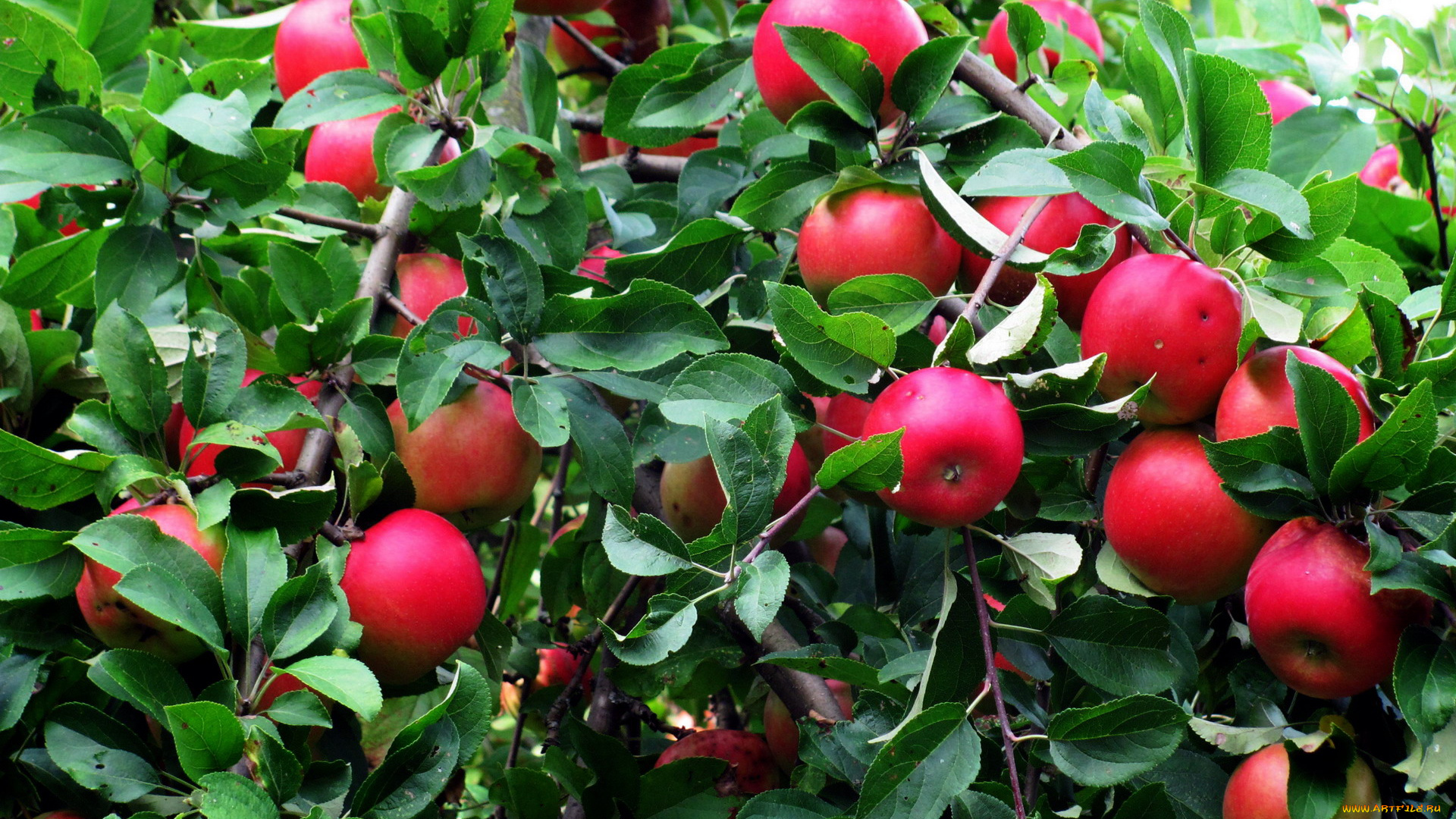 природа, плоды, яблоки, урожай, яблоня