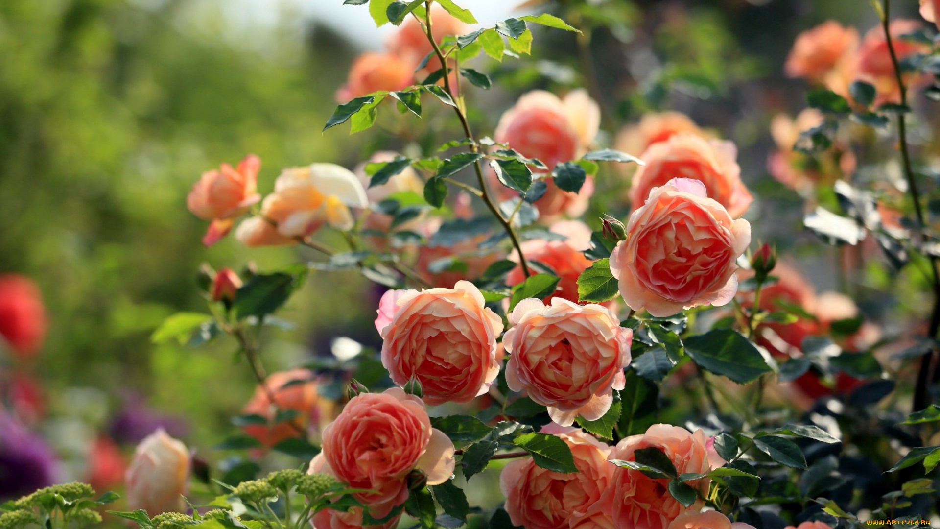 цветы, розы, чайные, куст