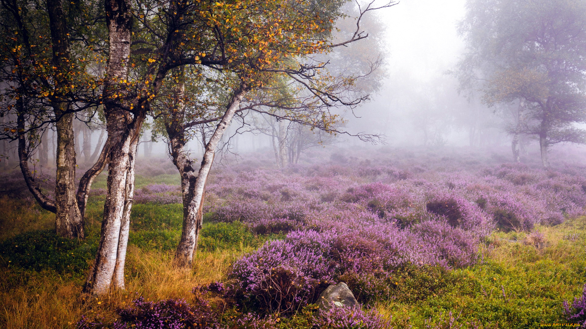 peak, district, stanton, moor, england, природа, луга, peak, district, stanton, moor