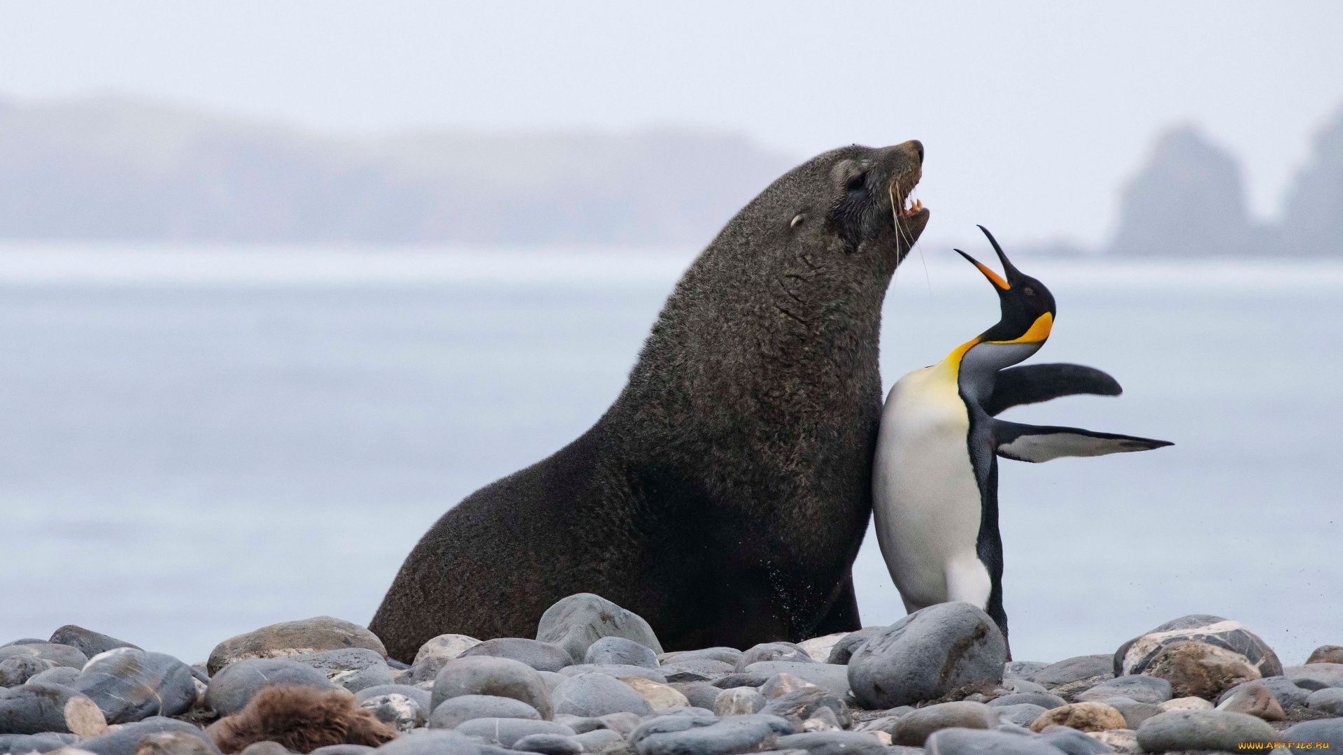 животные, разные, вместе, тюлень, пингвин