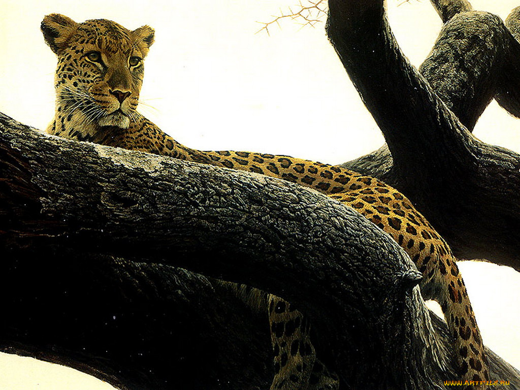 рисованные, животные, ягуары, леопарды