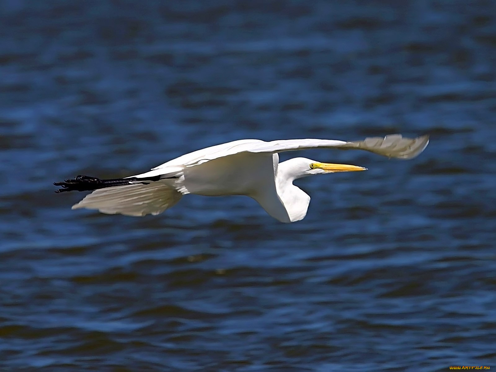 egret, cruisin, животные, цапли