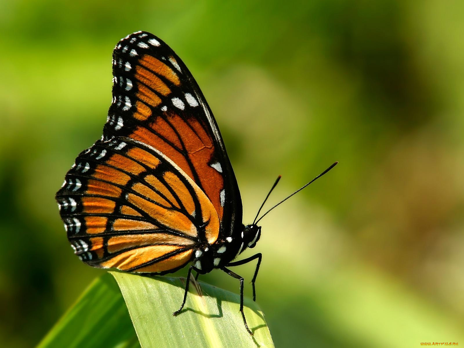 monarch, животные, бабочки