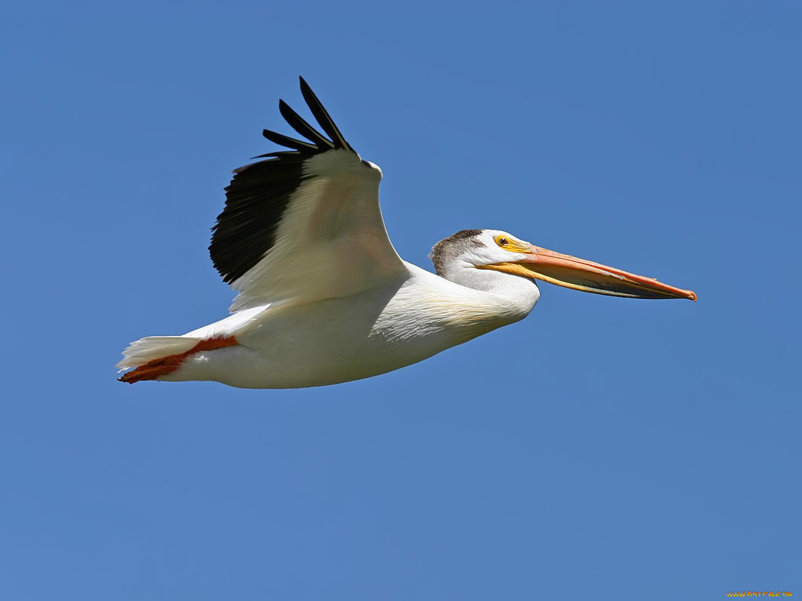 pelican, животные, пеликаны