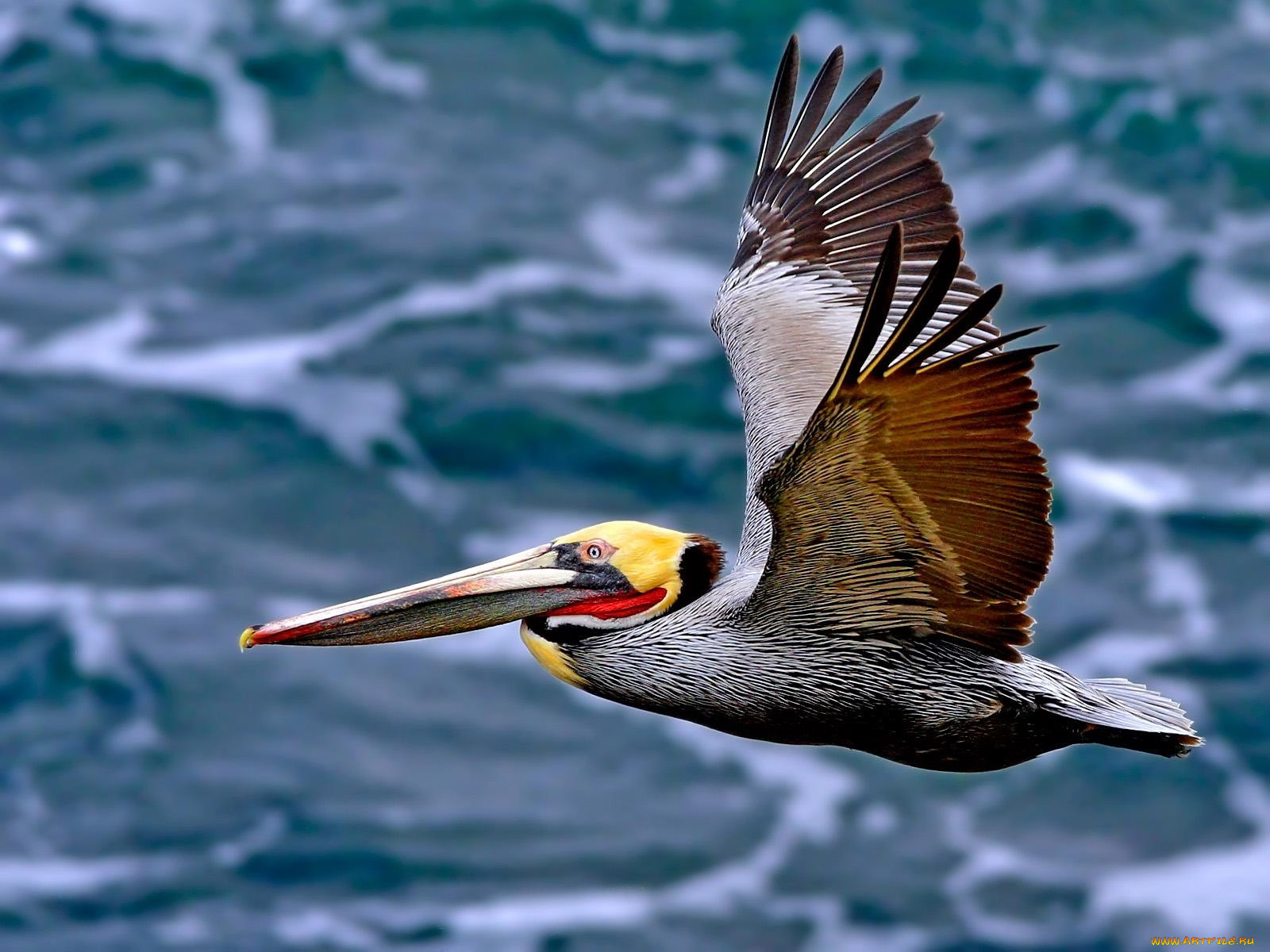 pelican, животные, пеликаны