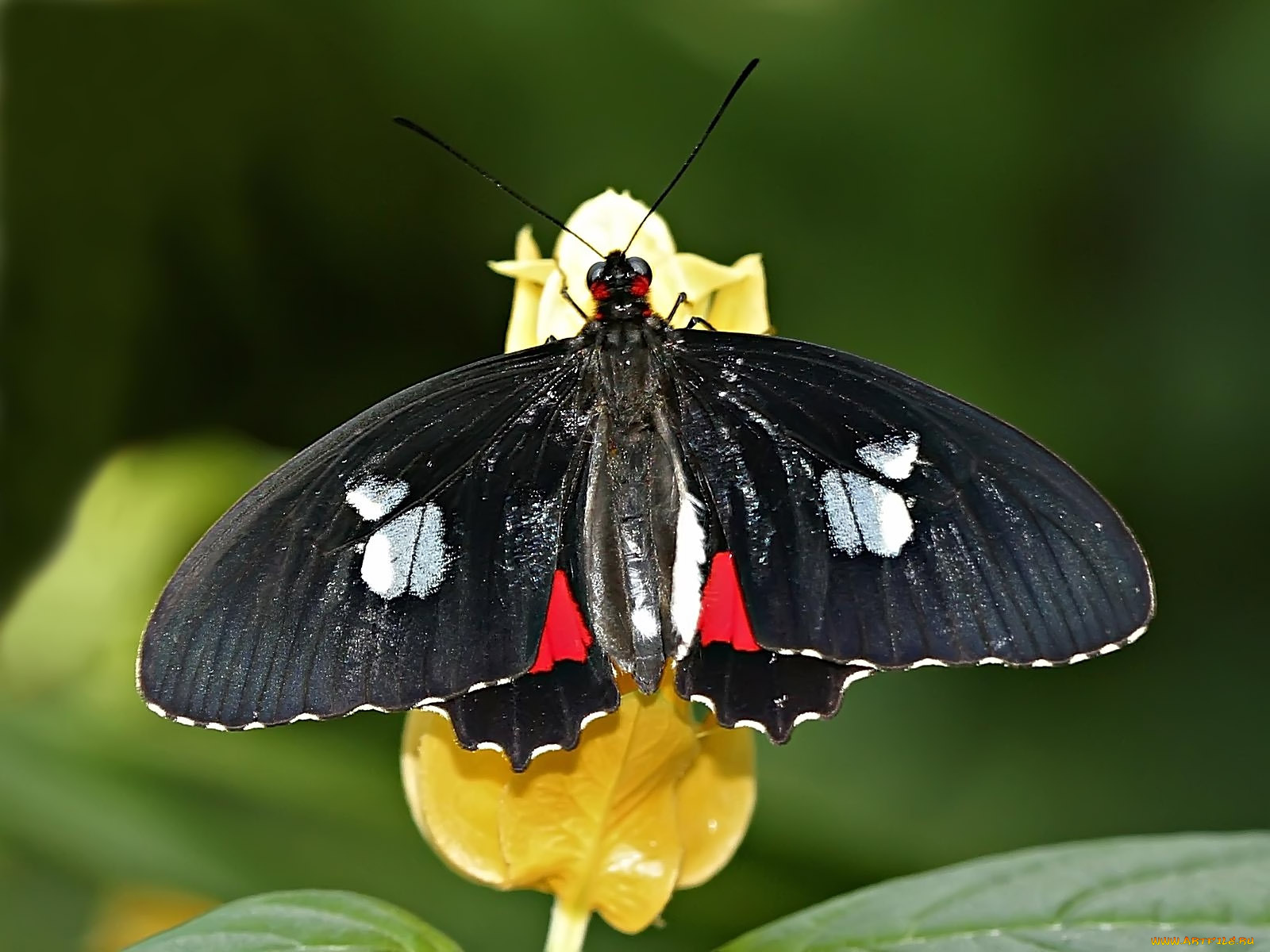 tropical, swallowtail, животные, бабочки