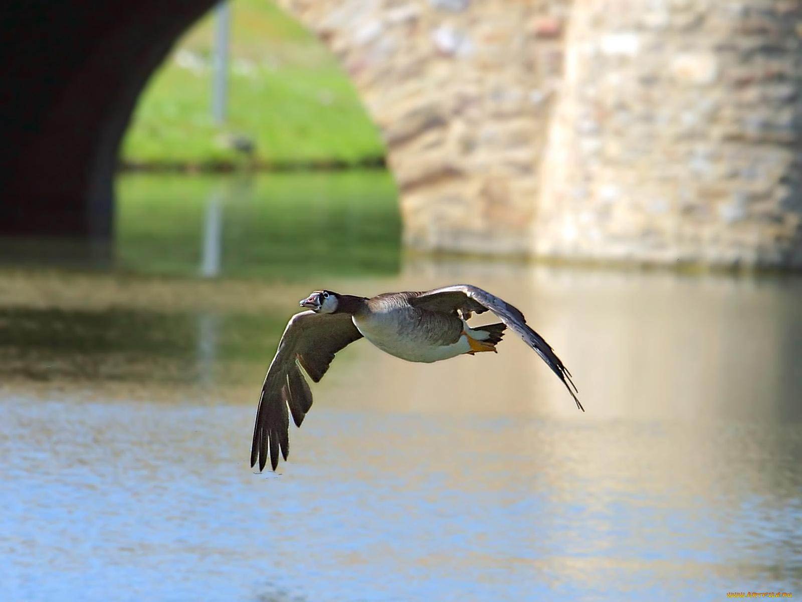 white, faced, canada, goose, животные, гуси