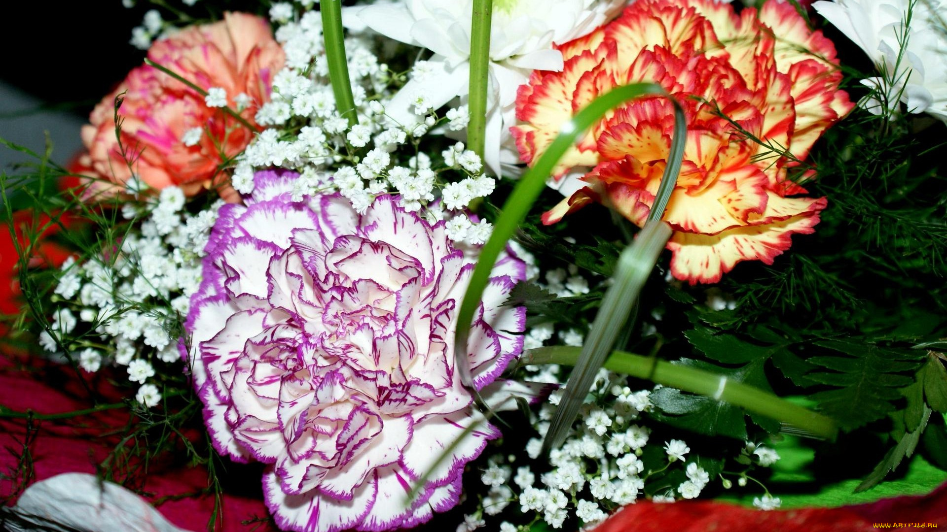 автор, geronimo, цветы, гвоздики, гвоздика, гипсофила
